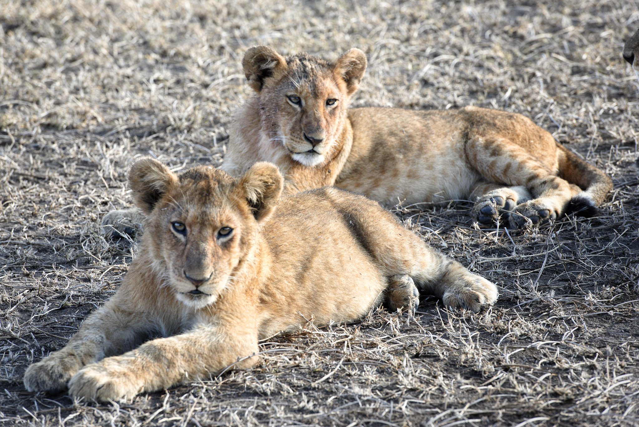 herd of lionesses with their cubs resting after a hard night of 