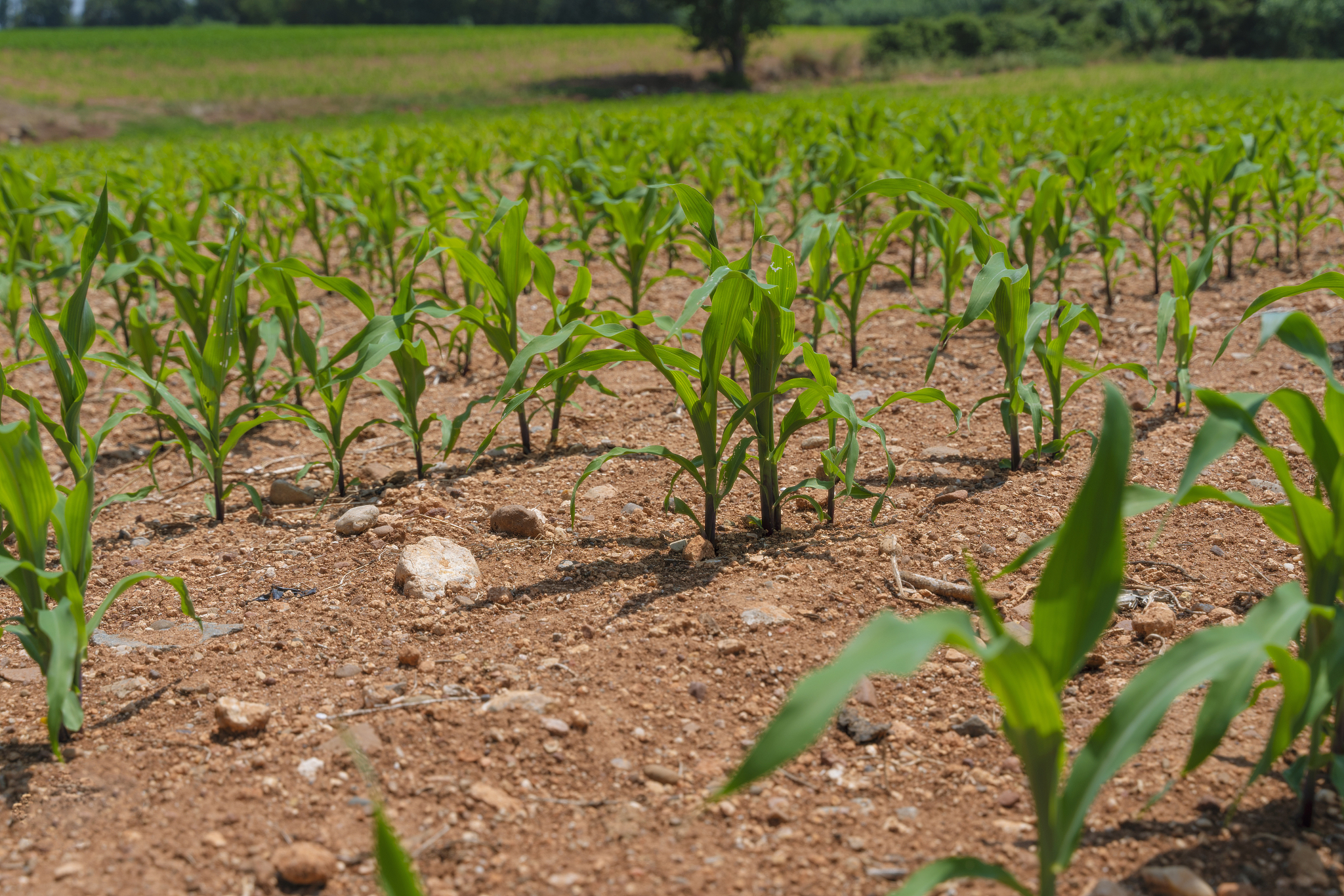 在玉米生产中选用优良的玉米品种对提高产量合理布局降低风险具有重要意义。经过调查我们看到一些农户对优良的水稻品种的选择不够认真不能从当地的气候、土壤条件、种植制度和病虫害等方面来选择合适的水稻品种有些农户只追求高产、稀有和稀有盲目地选择新的水稻品种。因为种子市场的开放种子经营的分散品种混杂质量差农民文化程度普遍较低所以很难选择到优质品种导致了农户的种植品种出现了多、乱、杂的现象。比如2020年的种植