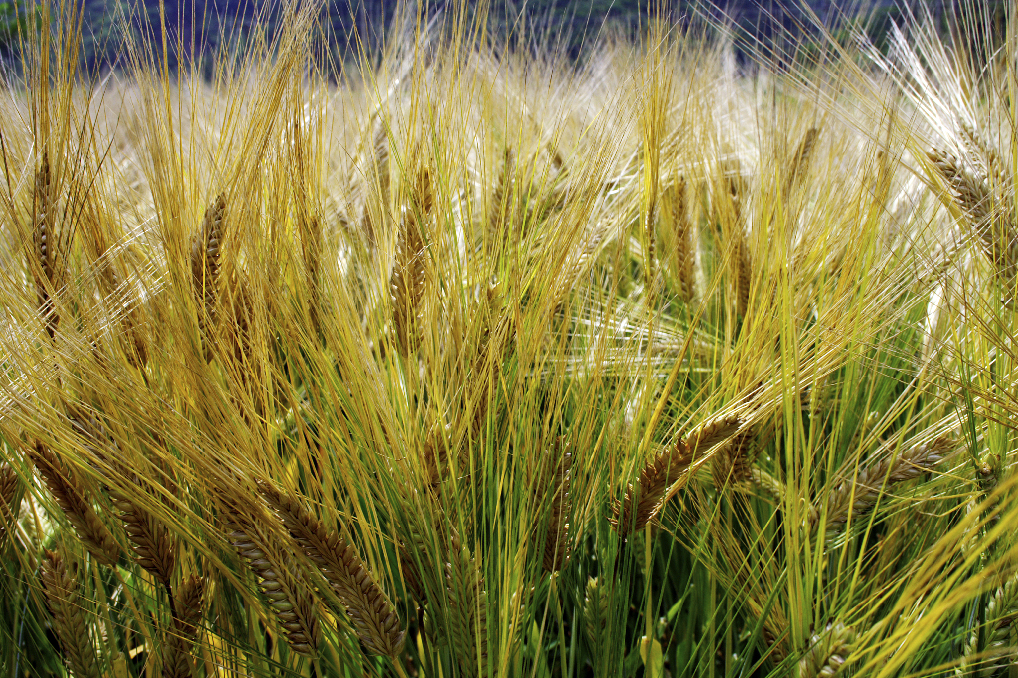 翻译：Additionally information on each variety’s name market class and crop pedi-gree was also collected Varieties often have aliases or different spellings depend-ing on the time and location they were