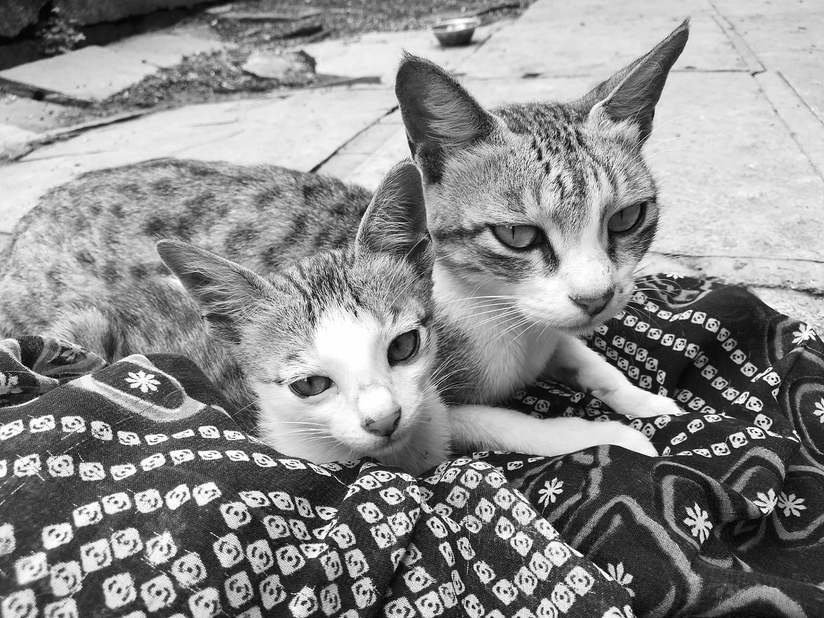 以一名猫咪主人的口吻写篇500字： 写篇500字： 猫咪的咕噜声是什么意思？