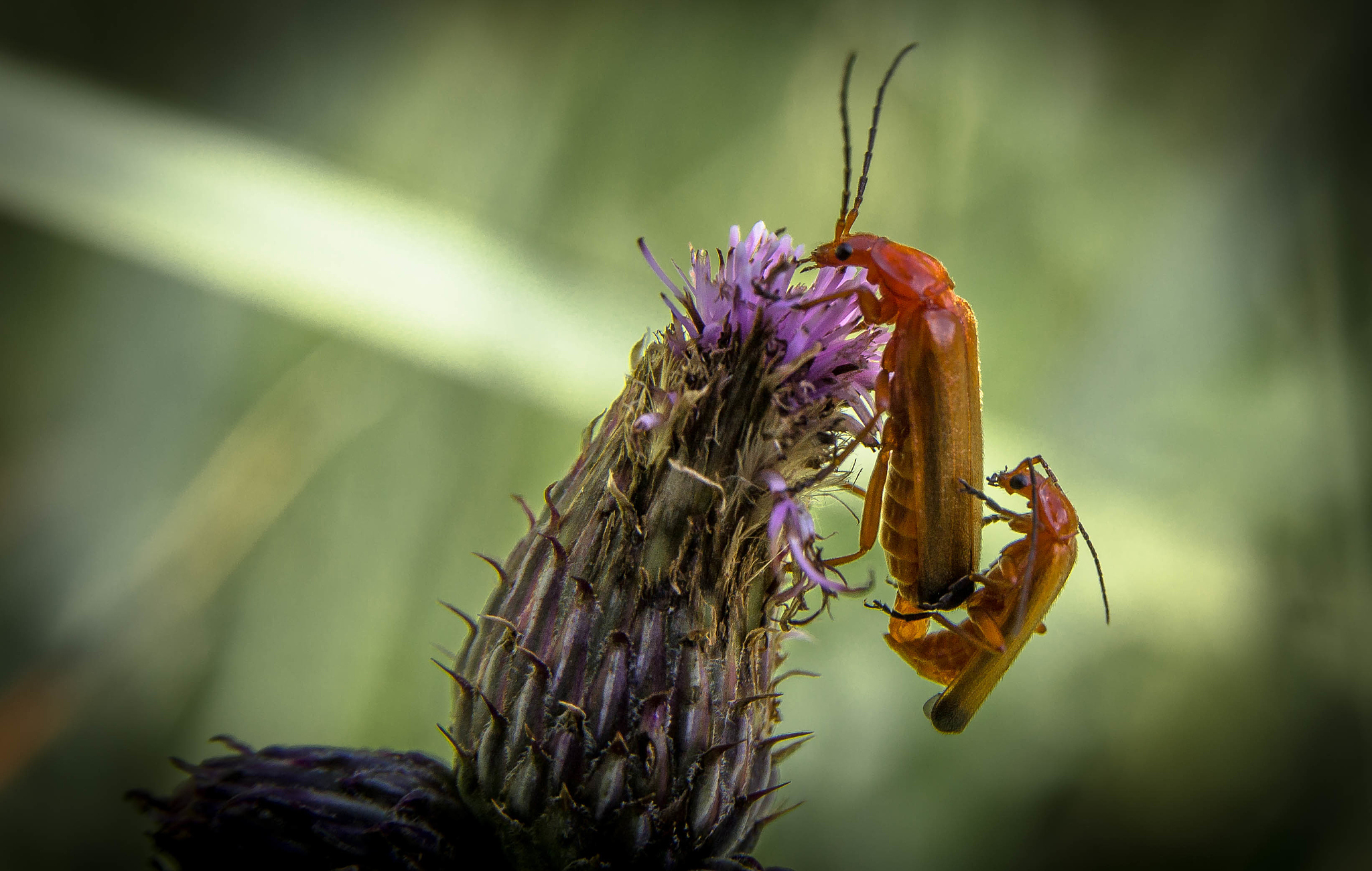 close-up of insects on flower