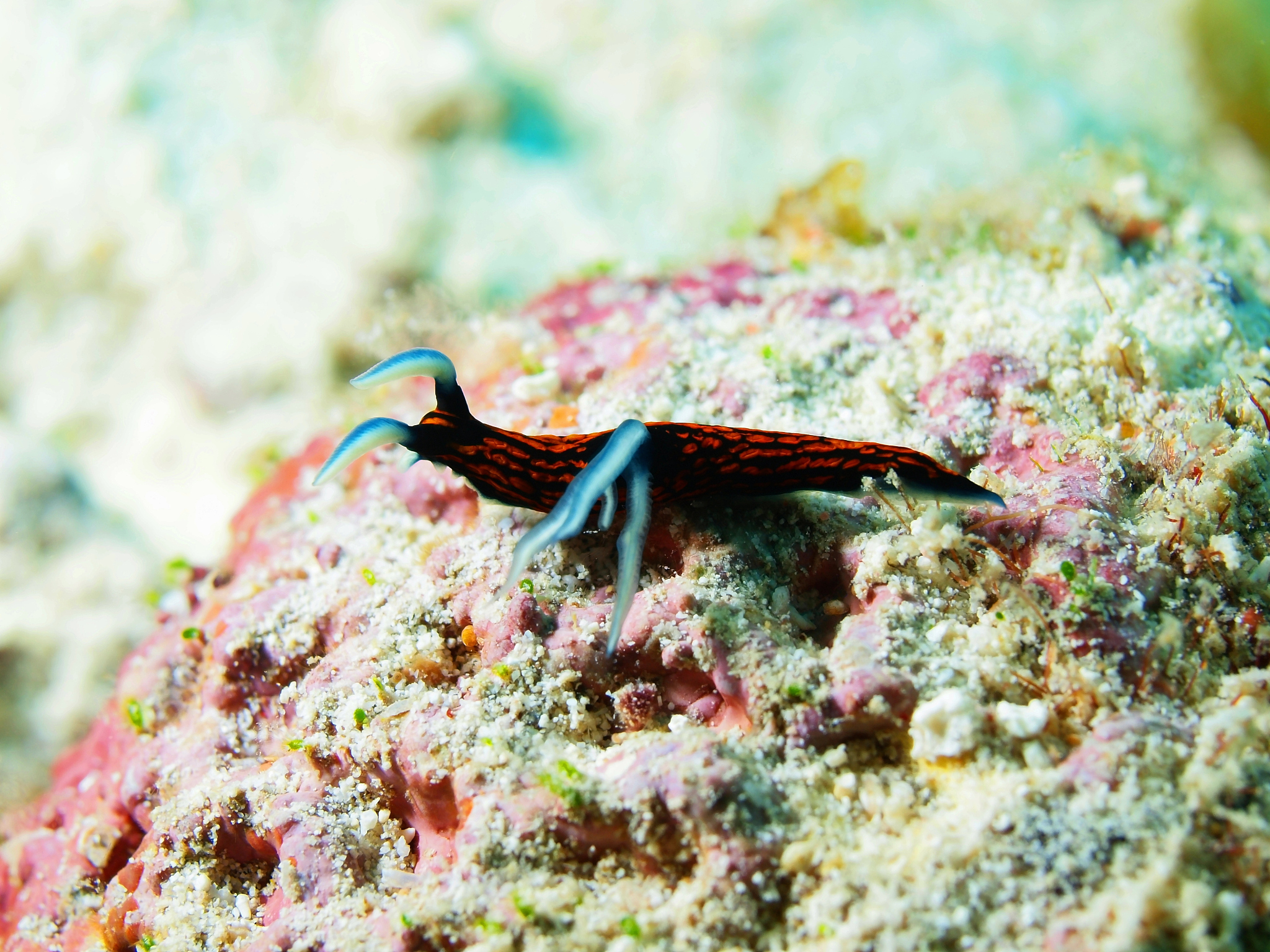 Aquarium: The English Word for Water Tank