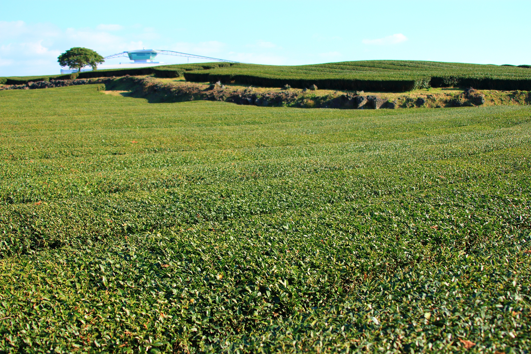 osulok, green tea field, green tea, plural,