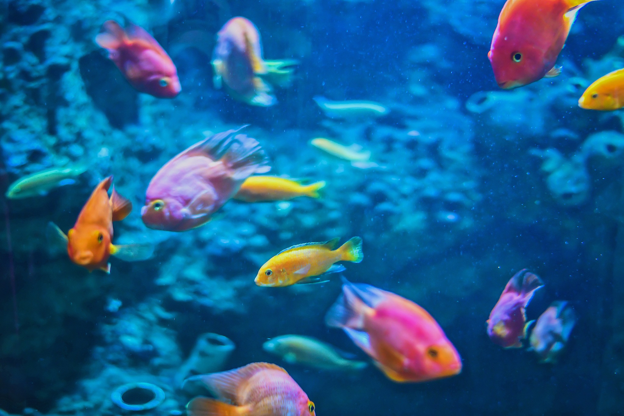 close-up of colorful tropical fish in tank aquarium