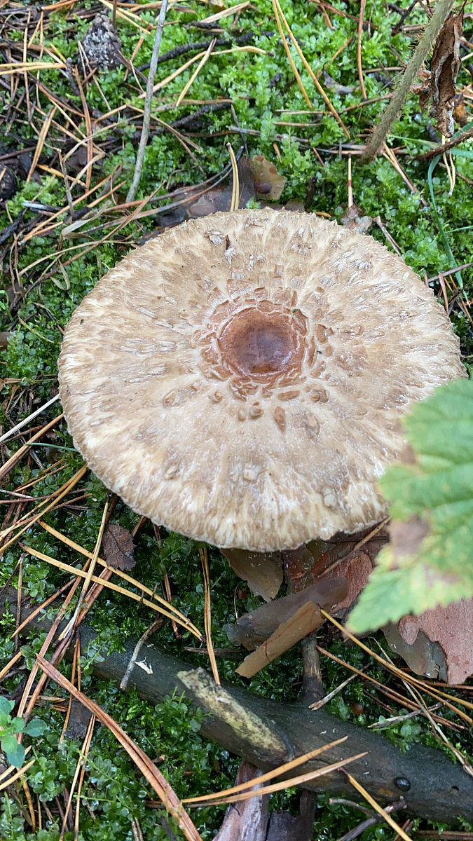 苹果组培苗培养研究方案 - 详细费用明细 (15万元)