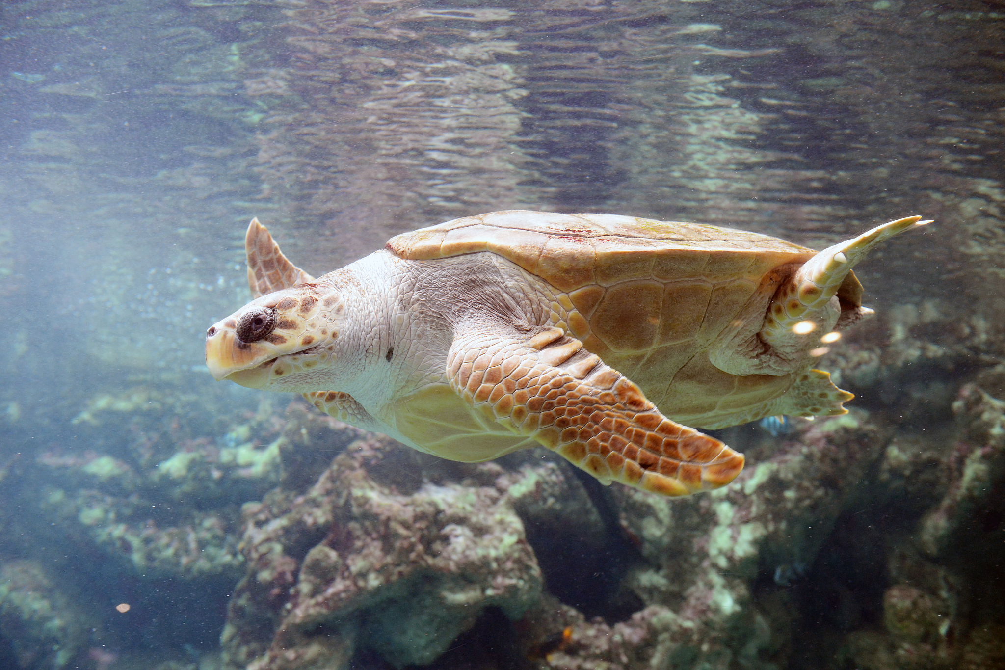 big turtle