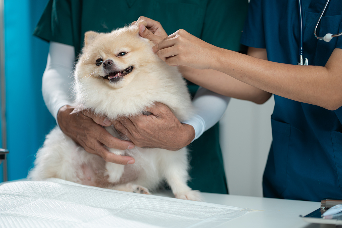 关于宠物店成员介绍