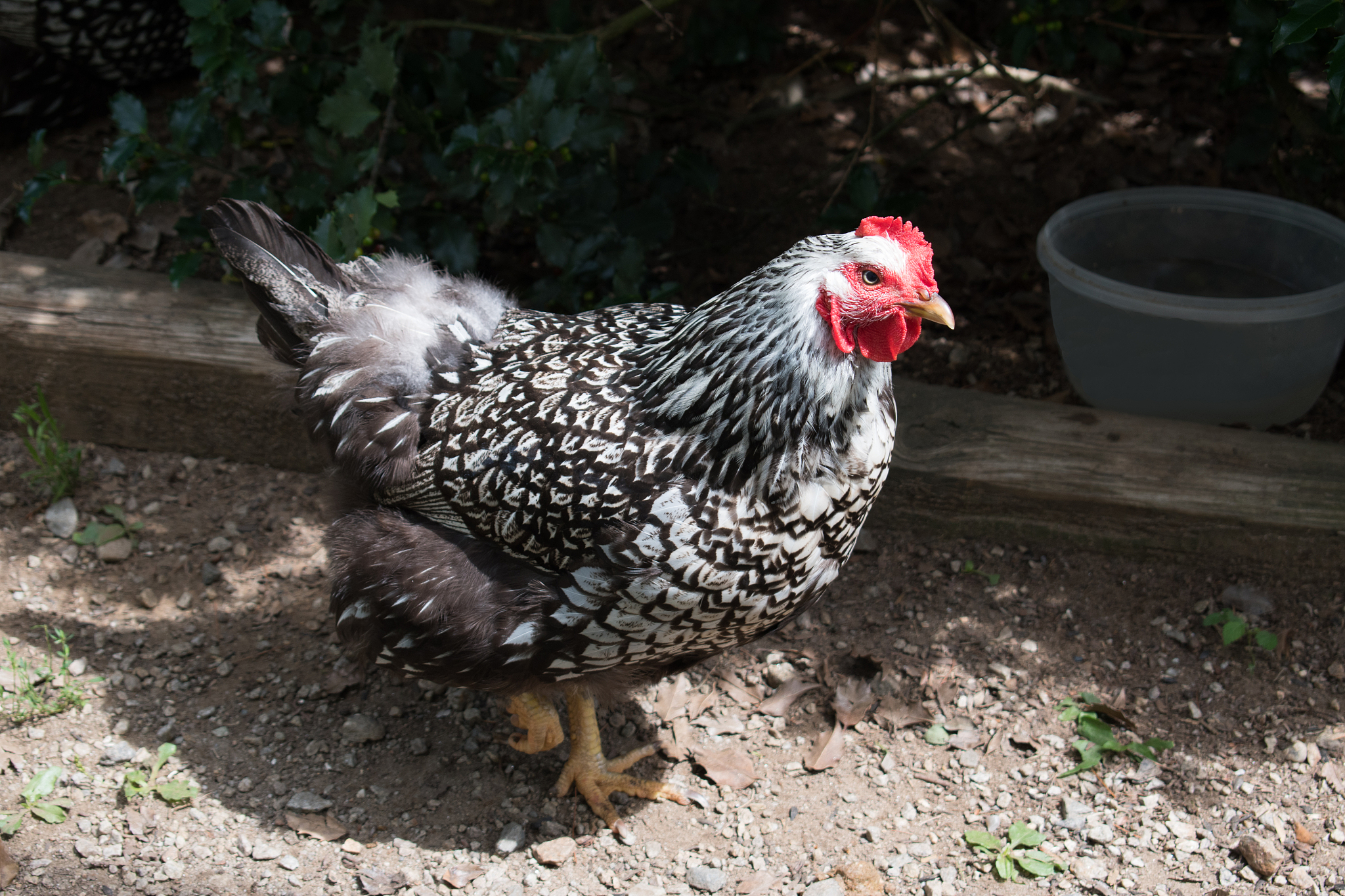 chicken