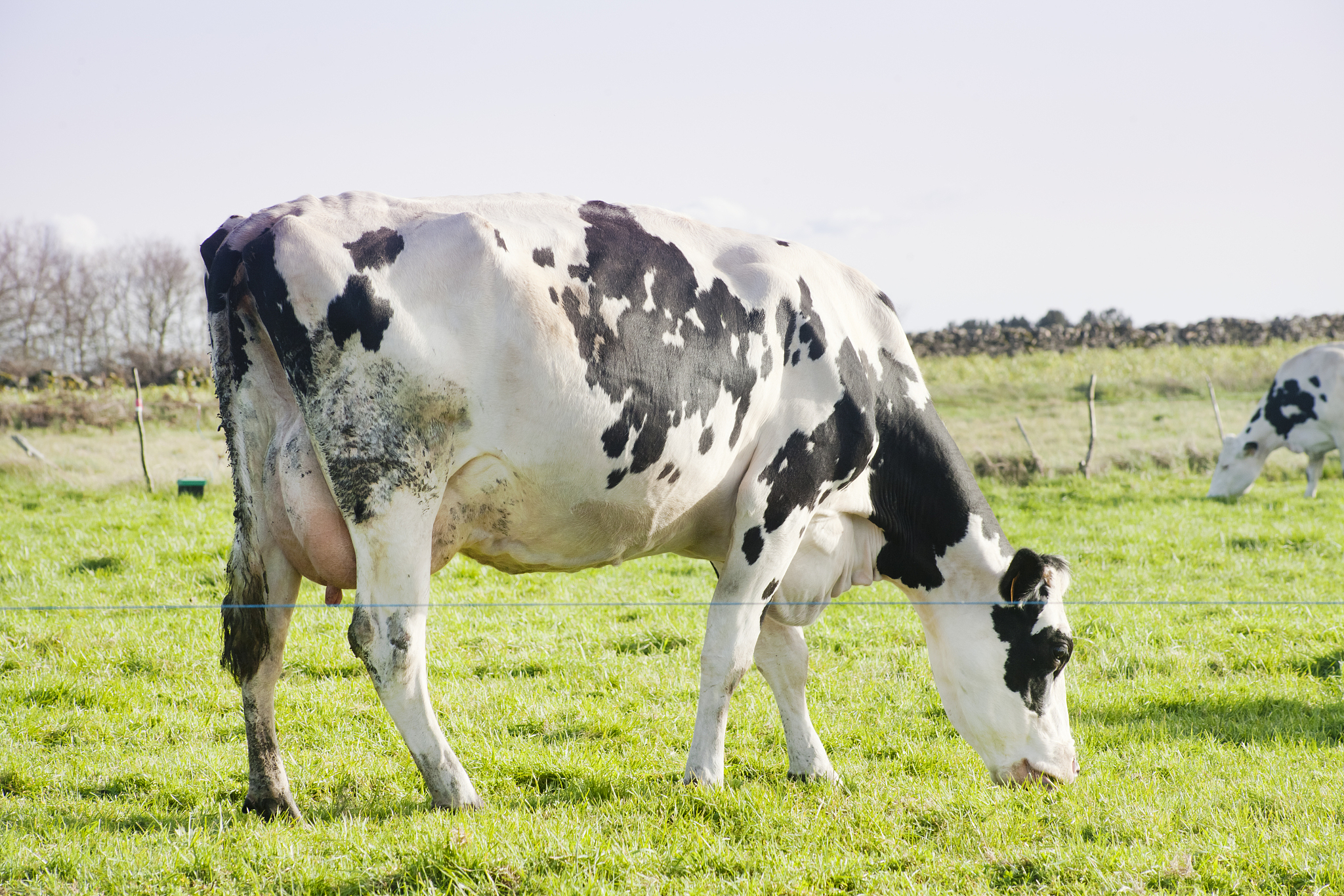 改写：构建实验数据集常见的基于图像实现奶牛个体识别的方法主要使用奶牛鼻纹、面部、背部、体侧、躯干图像实现奶牛个体识别。通过对数据采集的难度、包含纹理特征的丰富程度等原因进行综合分析本文采用奶牛躯干图像数据进行实验。由于我们采集到的数据是环绕奶牛个体拍摄的视频所以需要对视频截帧得到奶牛体侧图像。然后对奶牛体侧图像数据集进行筛选、标注、划分、训练集增强等操作构建奶牛躯干图像数据集。
