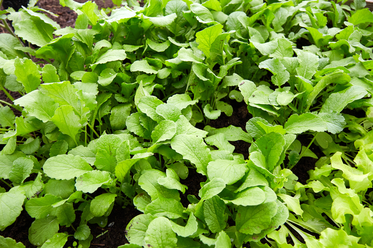 各种蔬菜种苗供应：蚕豆、瓠瓜、莳萝、甜麦菜等