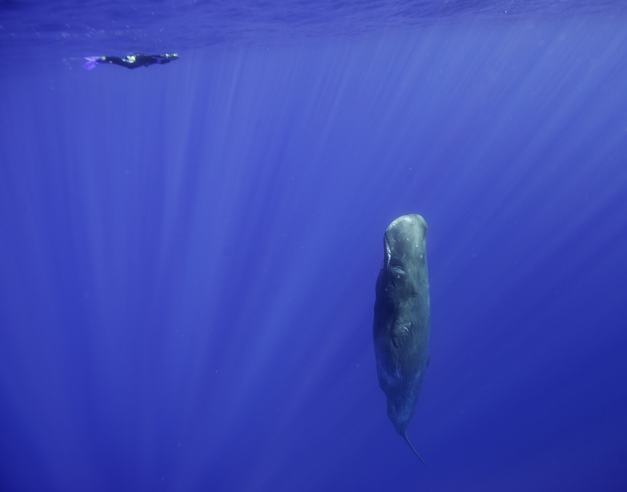 sperm whale sleeps