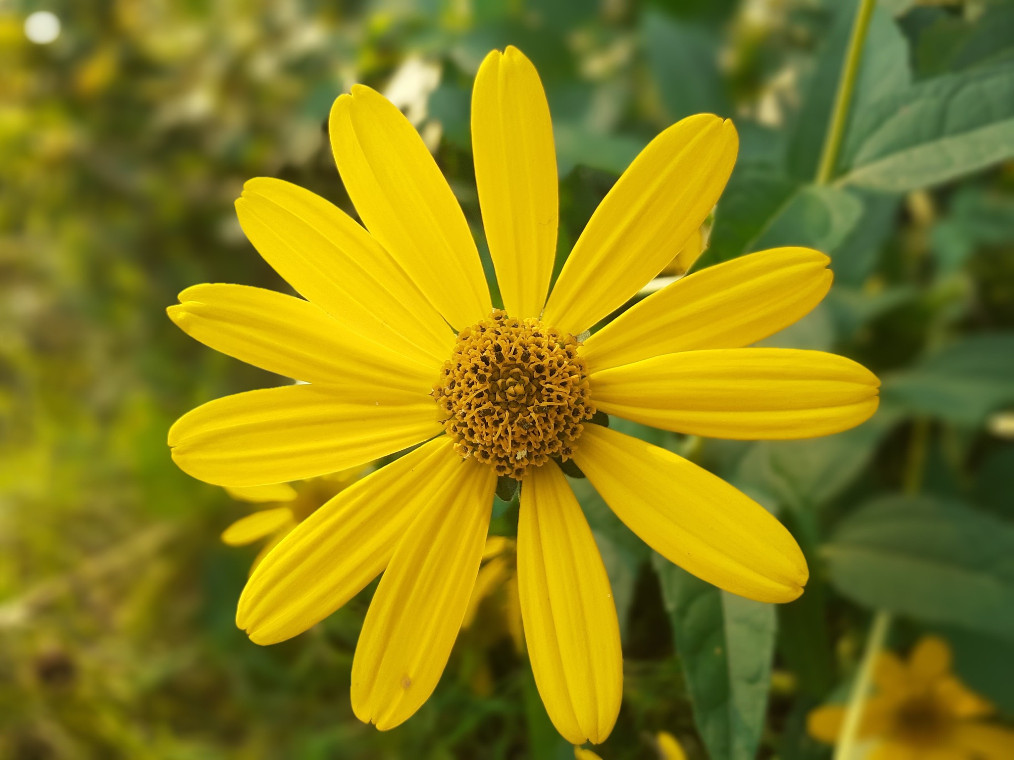 形容美女的古风四字词语：倾国倾城、国色天香、玉颜婉约...