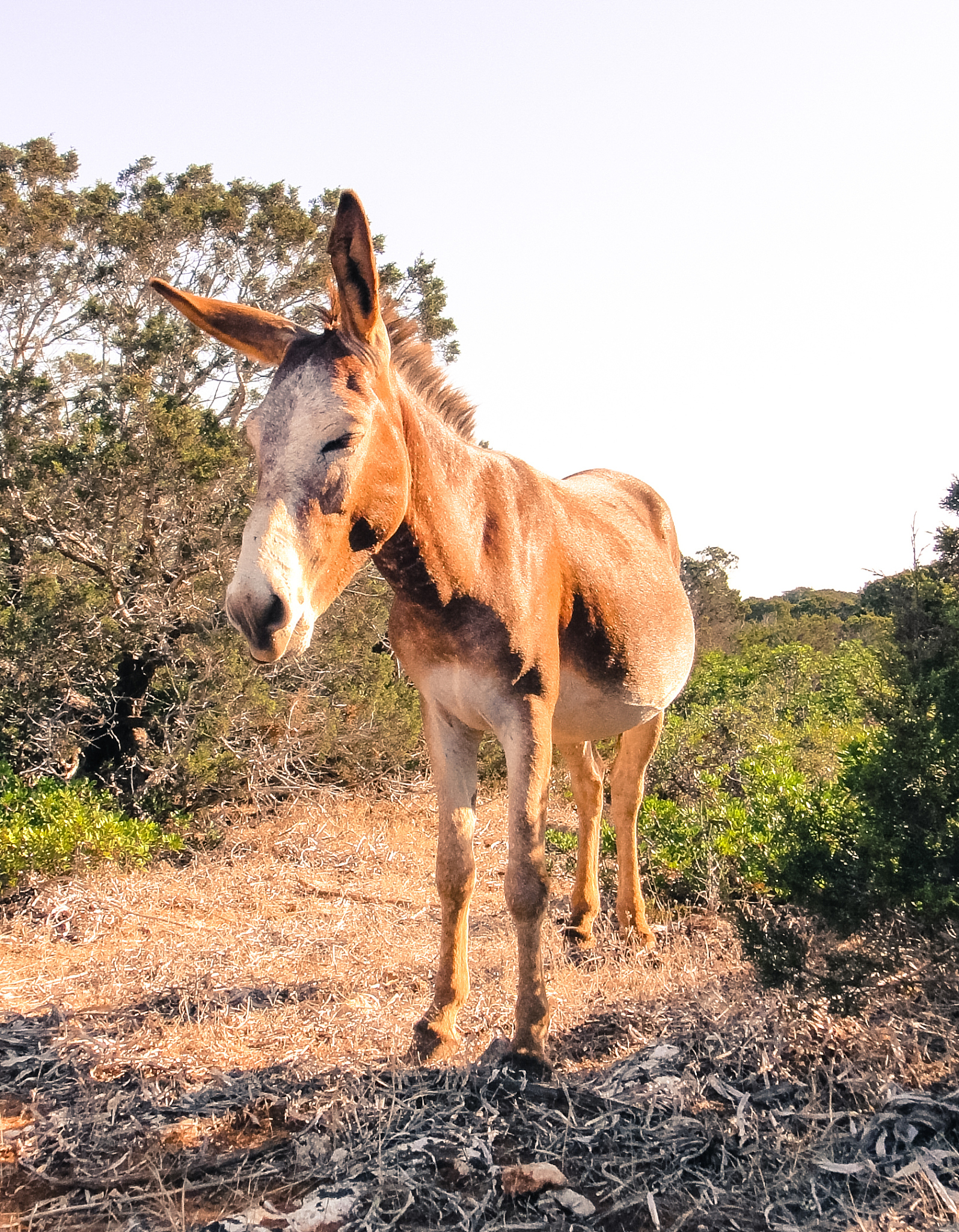 good brown donkey