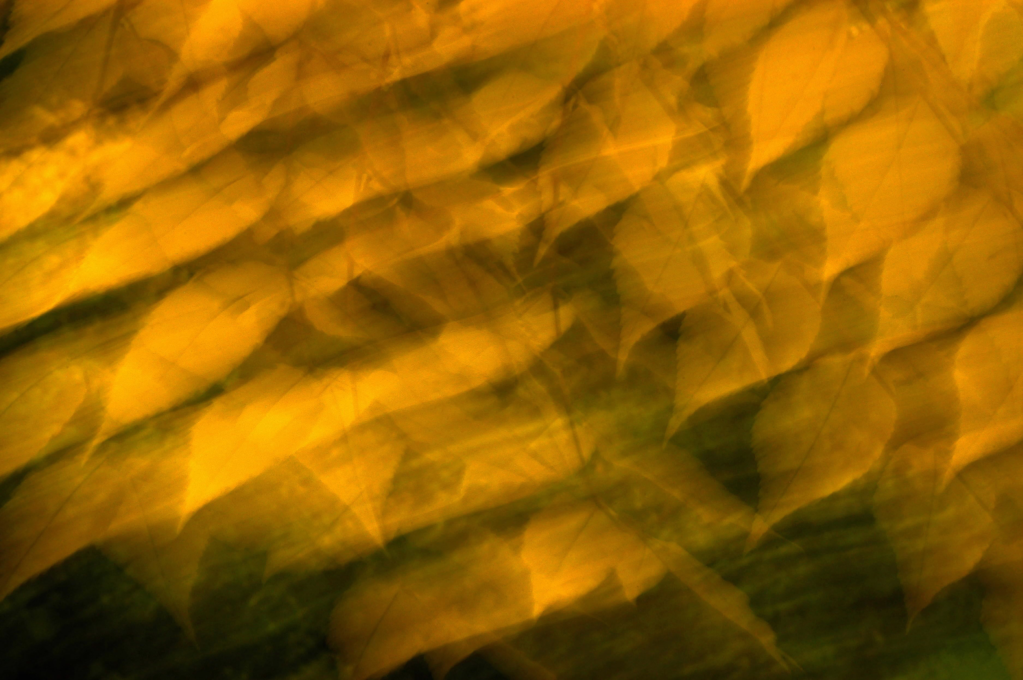 leaves in wind. abstract motion. vermont