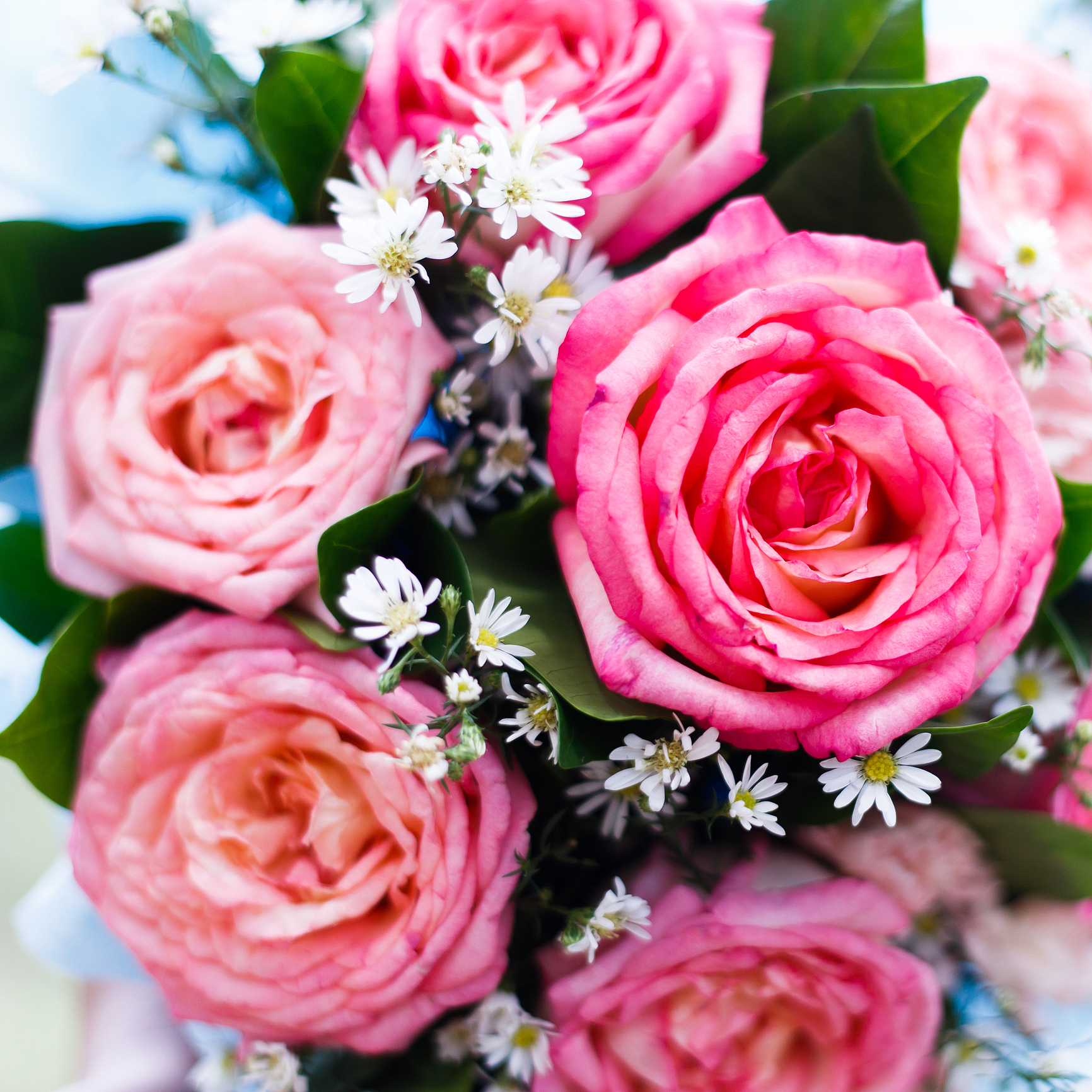 泡泡玫瑰和普通玫瑰哪个贵 回答加拓展