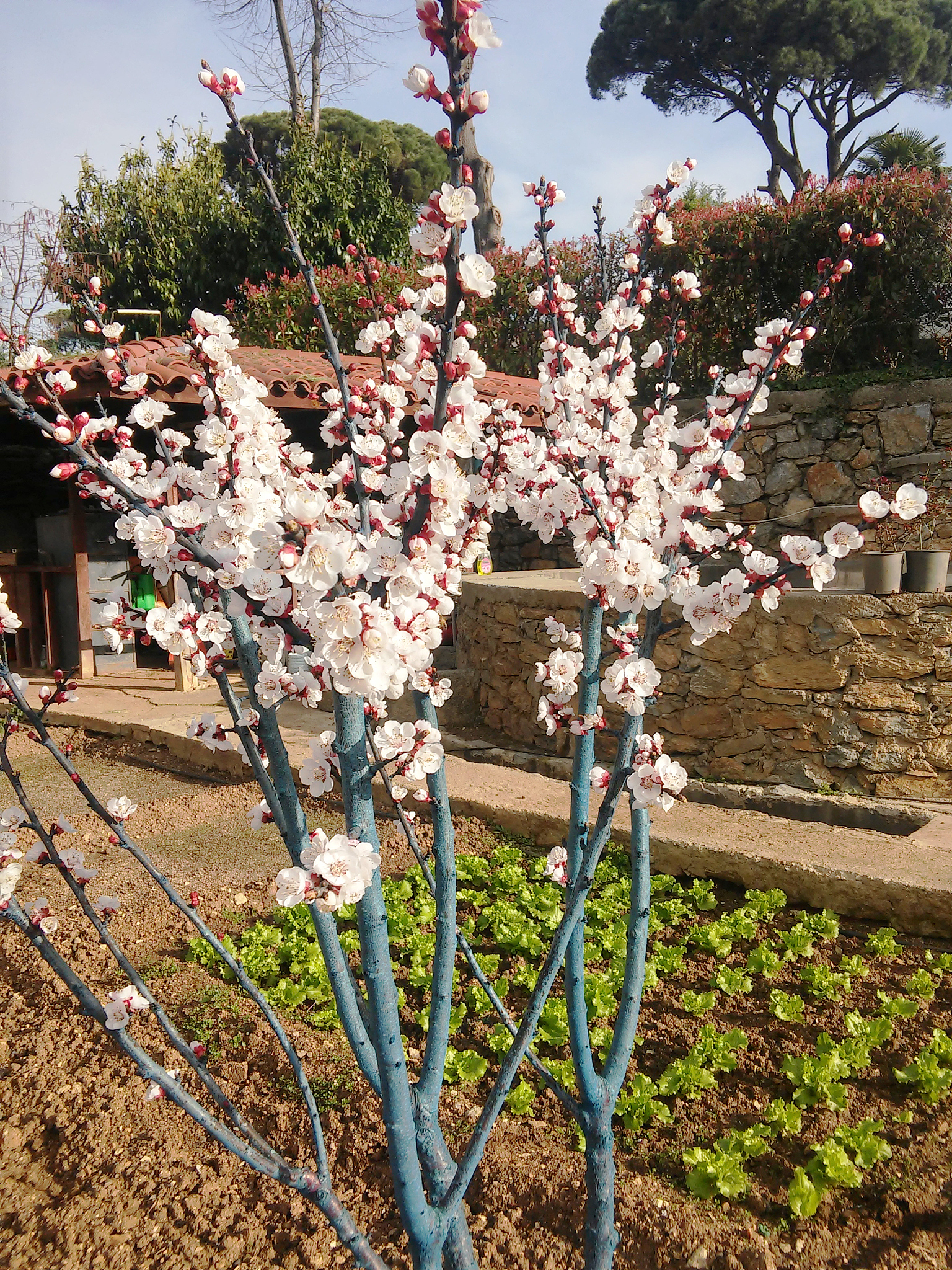 翻译：其中西府海棠和陇东海棠耐旱能力较强耐瘠薄可以作为优异抗逆砧木选育材料但扦插生根能力都不明确需要通过扦插试验来衡量其直接利用价值