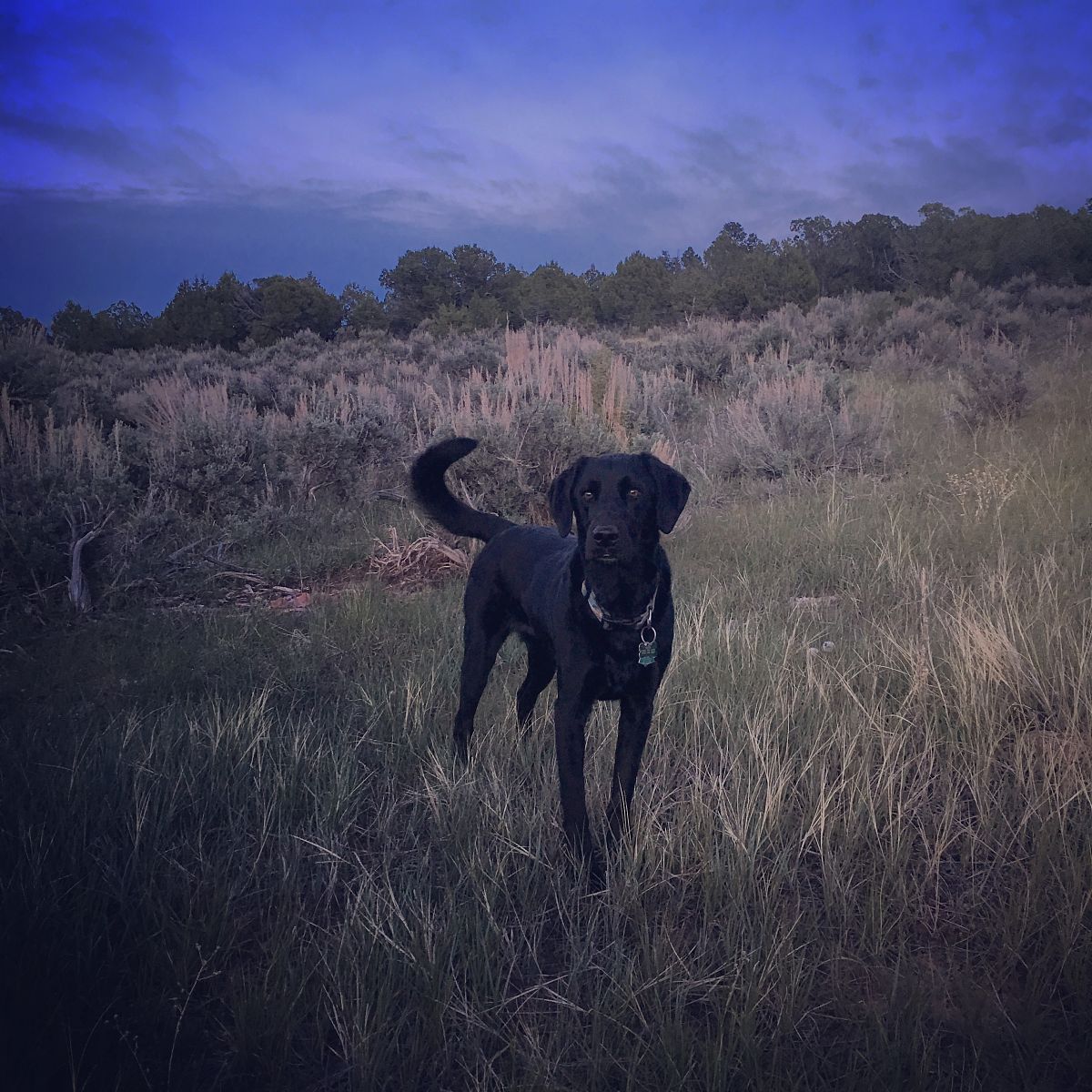 黑夜守护者：一首关于黑狗的绝句