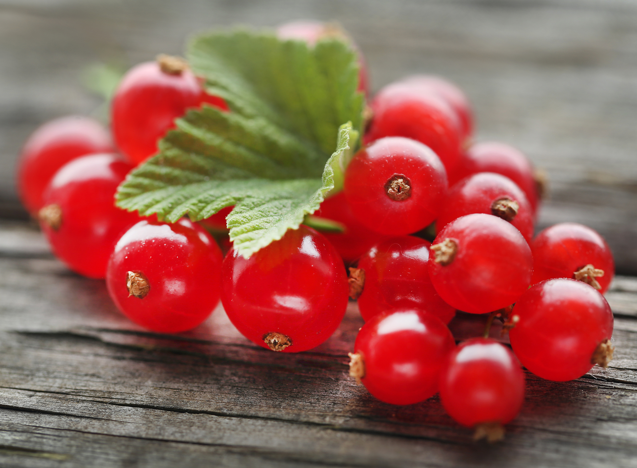 fresh red currant