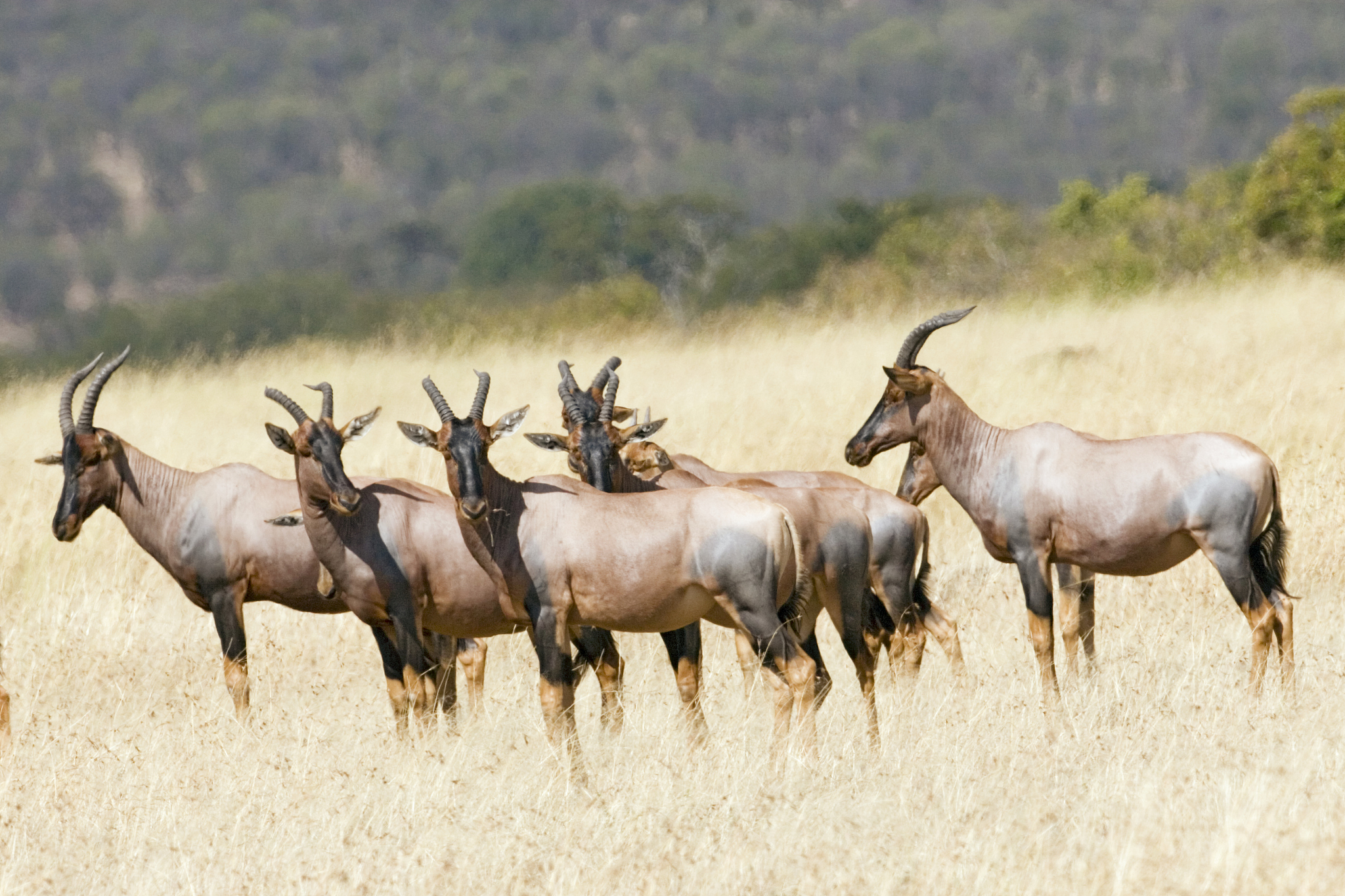 herd of topi