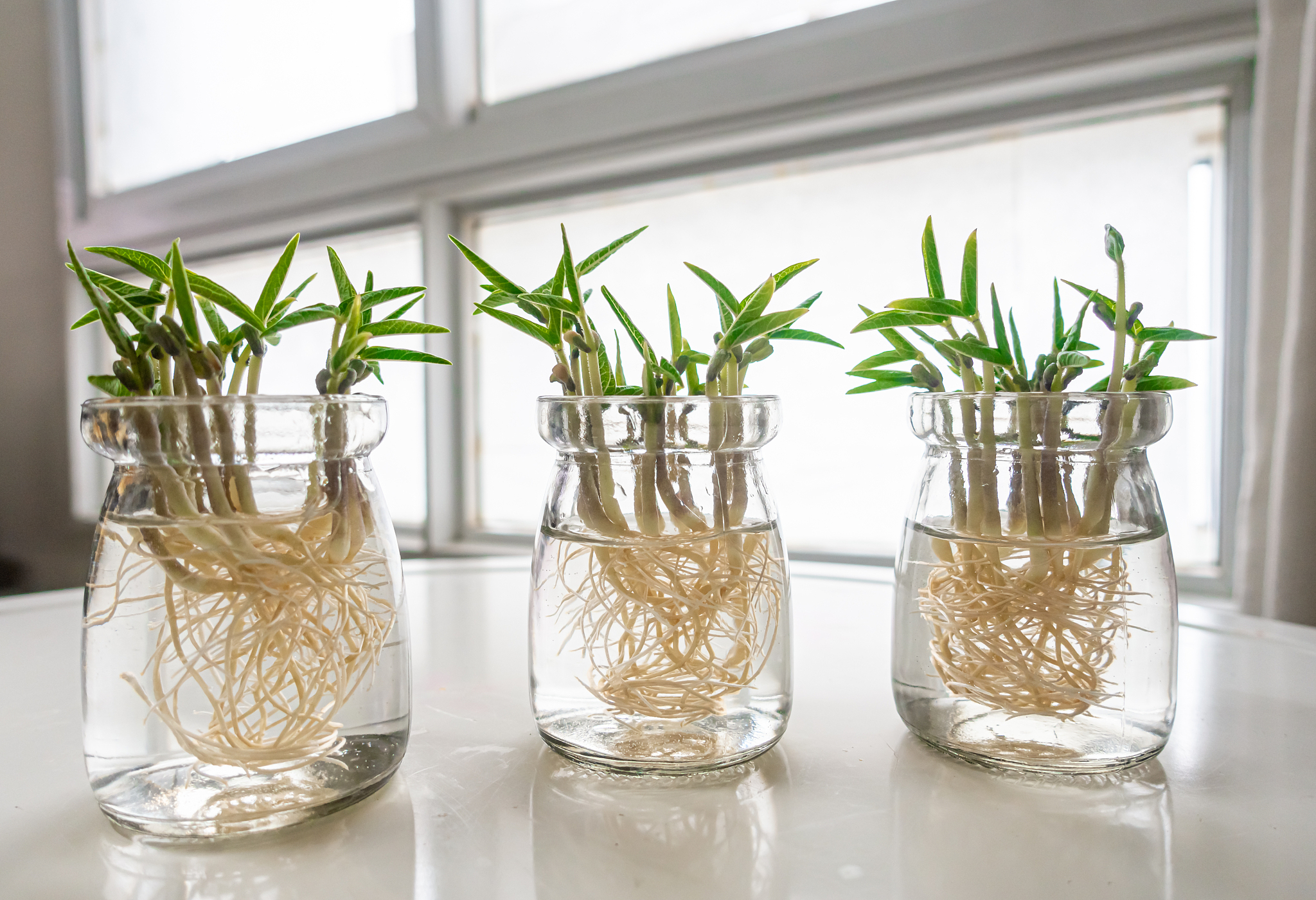 水中溶解氧浓度对水培植物的影响