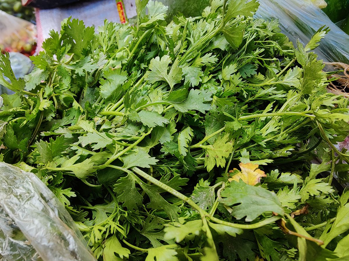 优化一下内容：饮食生活的无规律外邪入侵体内寒气增加胆汁减少食物很难消化逆行入胃形成胃的不适在闲暇之余到附近田间地头采挖些苦菜开紫色花产地江苏灌南回去烧汤煮水调之辅之以红糖自然会恢复正常的。