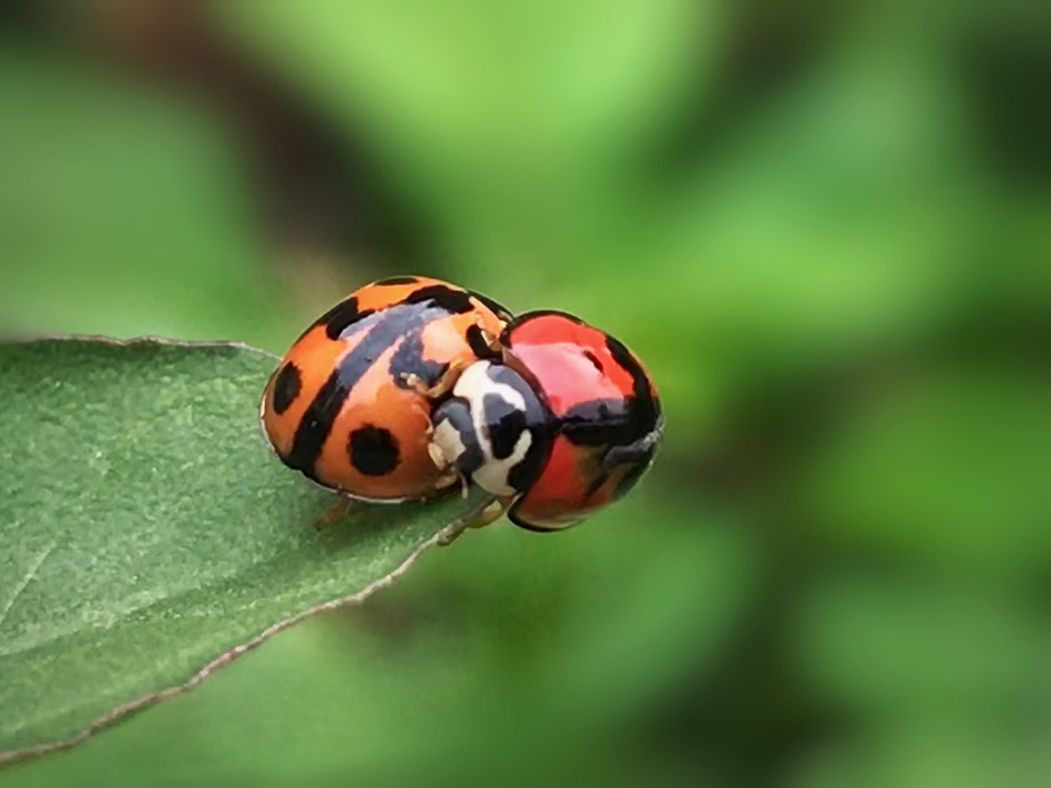 广西玉林农业学校畜牧兽医专业就业前景分析