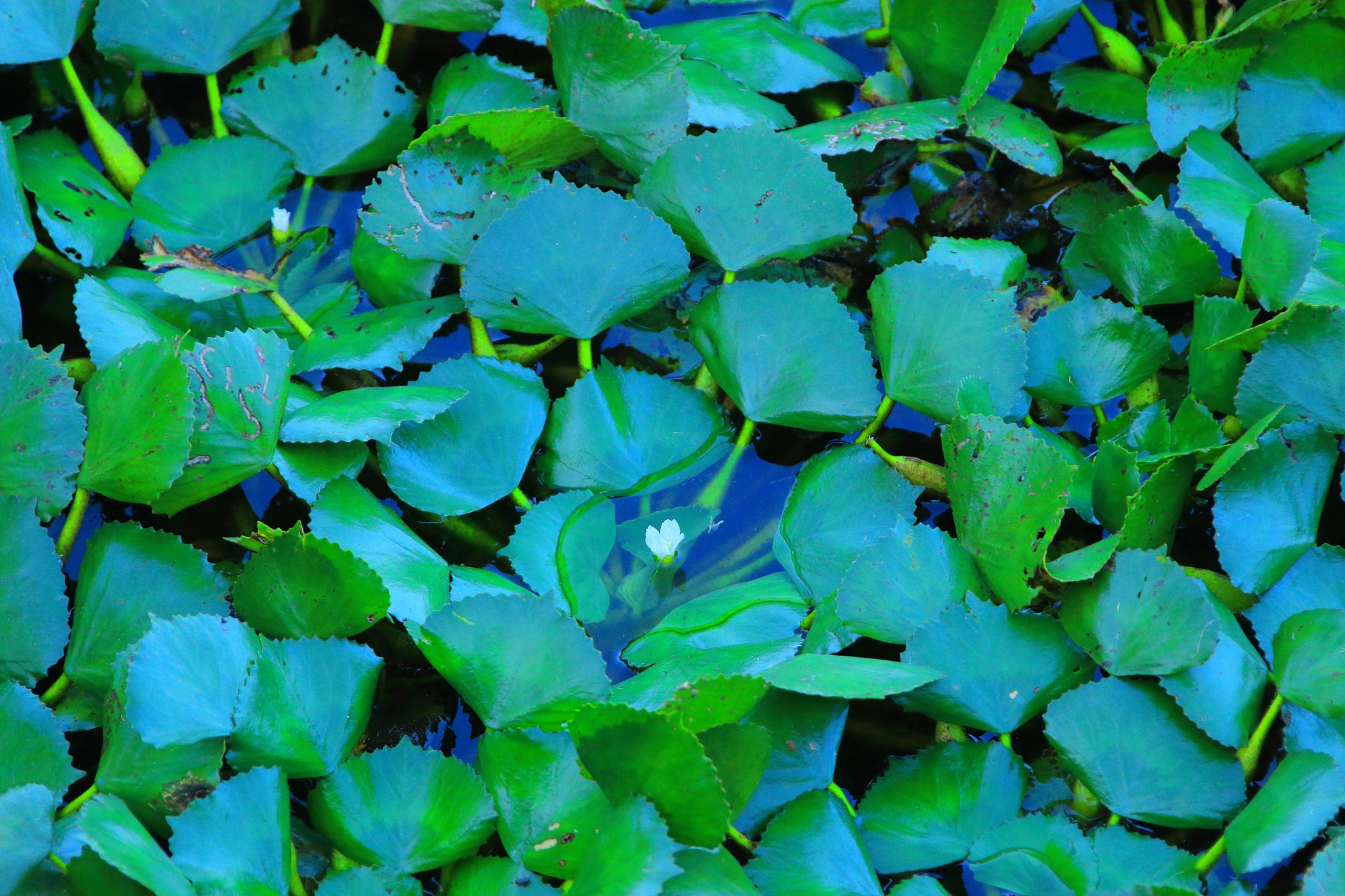 flower garden, pond, lotus,