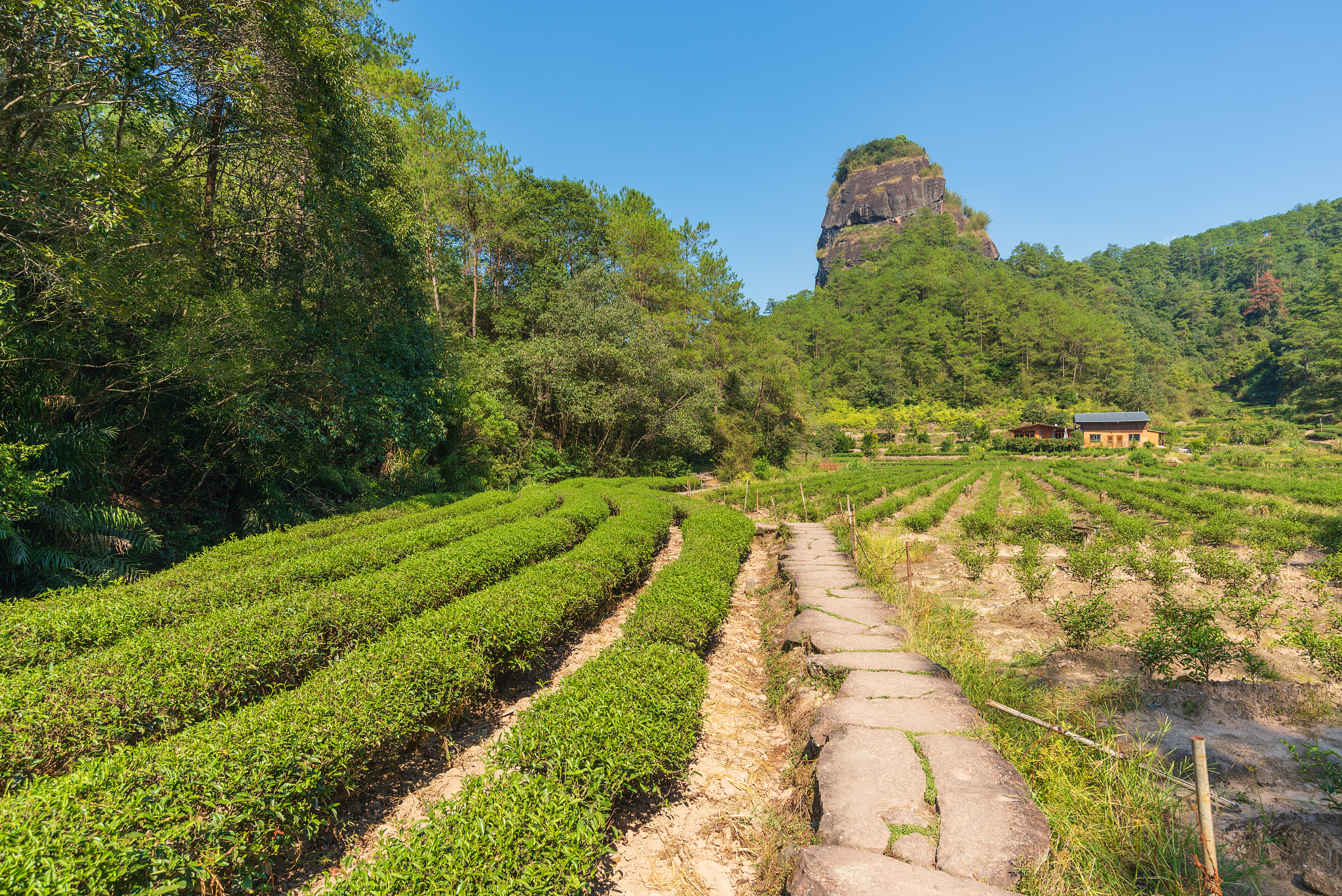 写一篇《武夷山岩茶奇遇记》的公众号文章