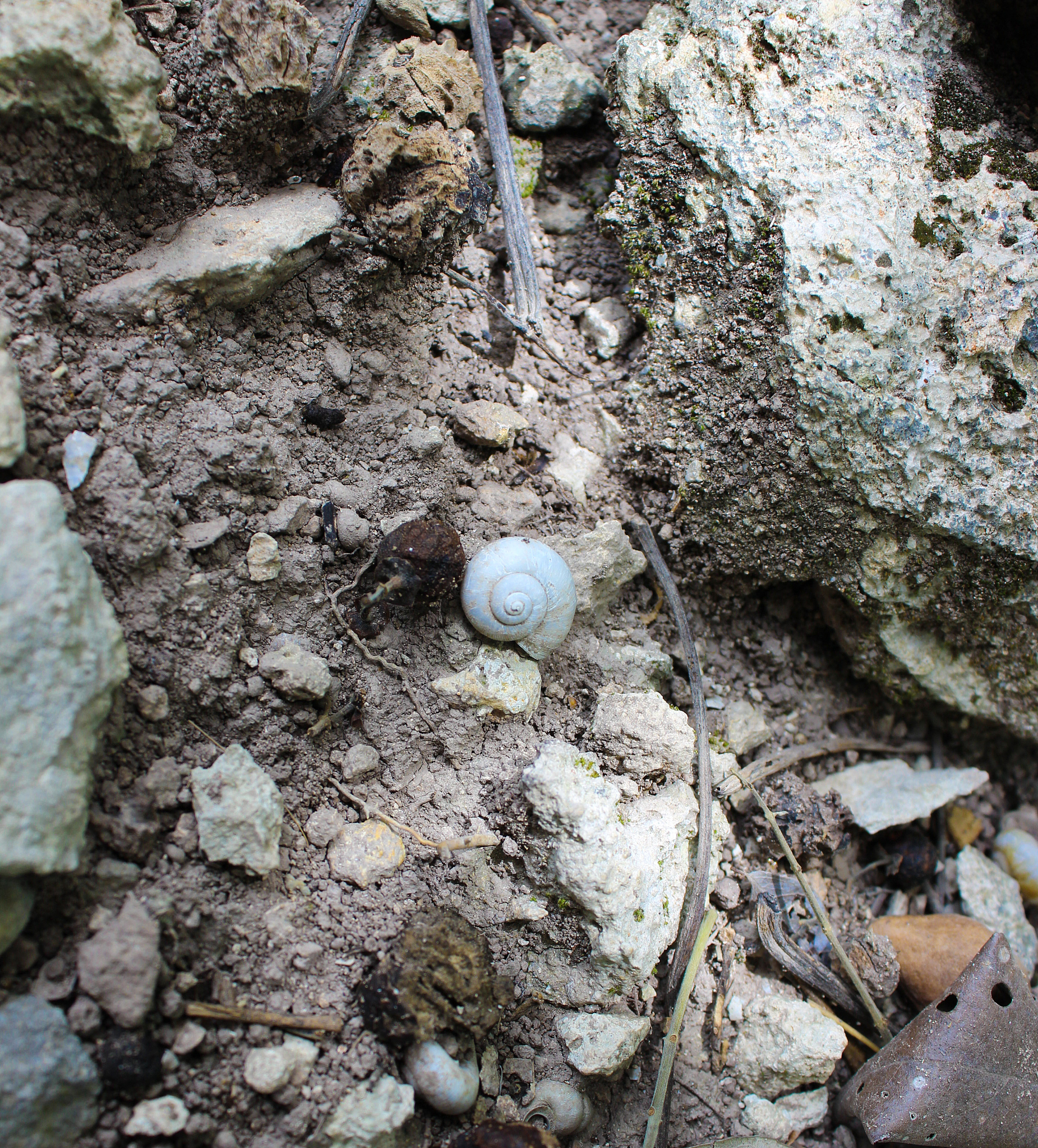 水熊虫会被冻死吗