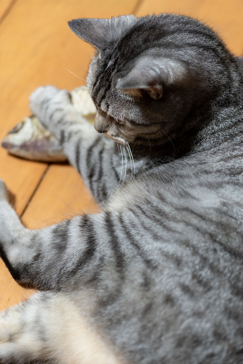 猫咪呼噜噜：舒服、友好还是求关注？