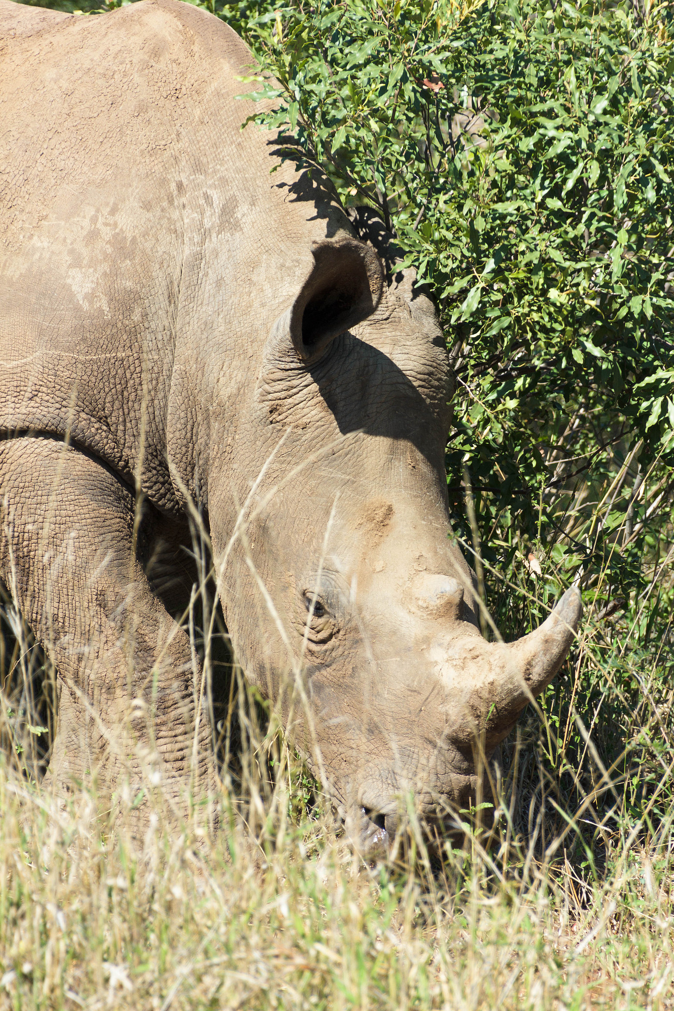 white rhinoceros.