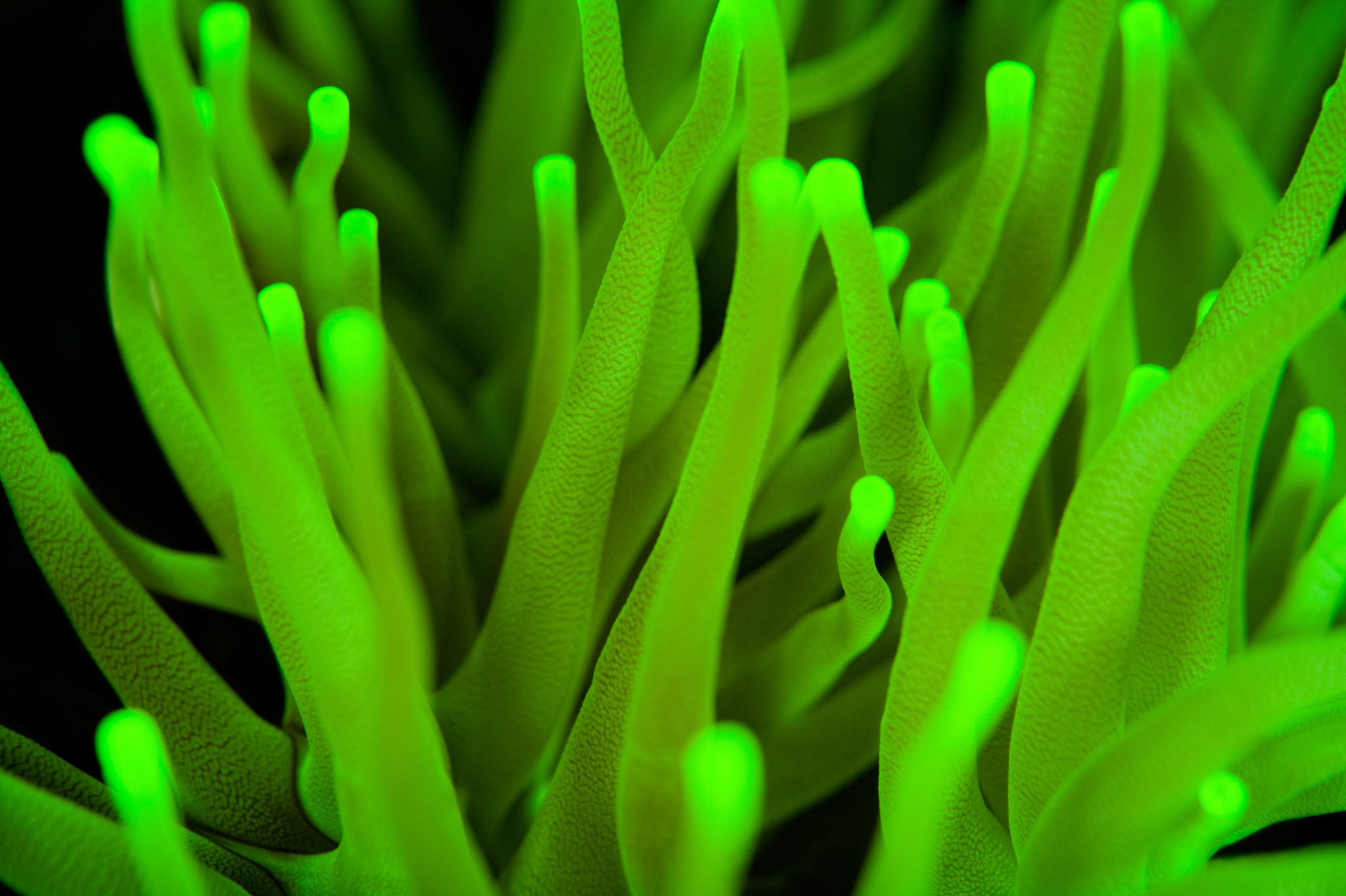group of fluorescent tentacles