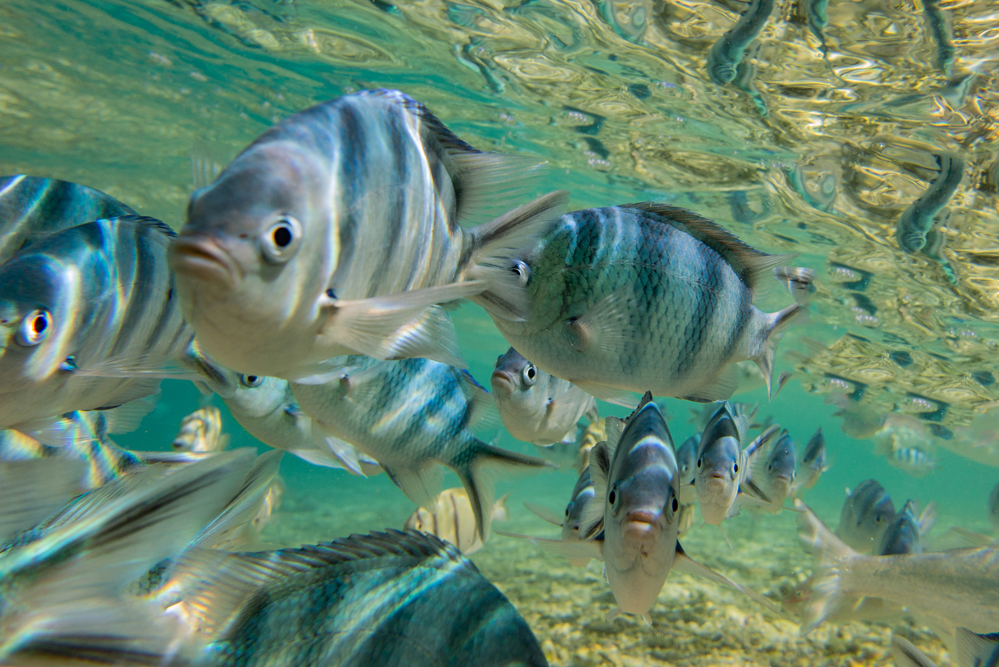school of fish swimming underwater