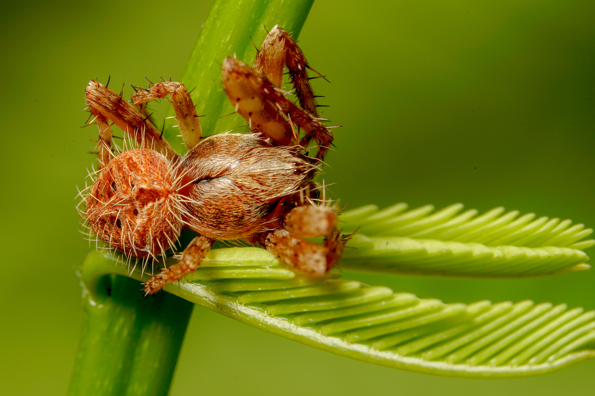 spider