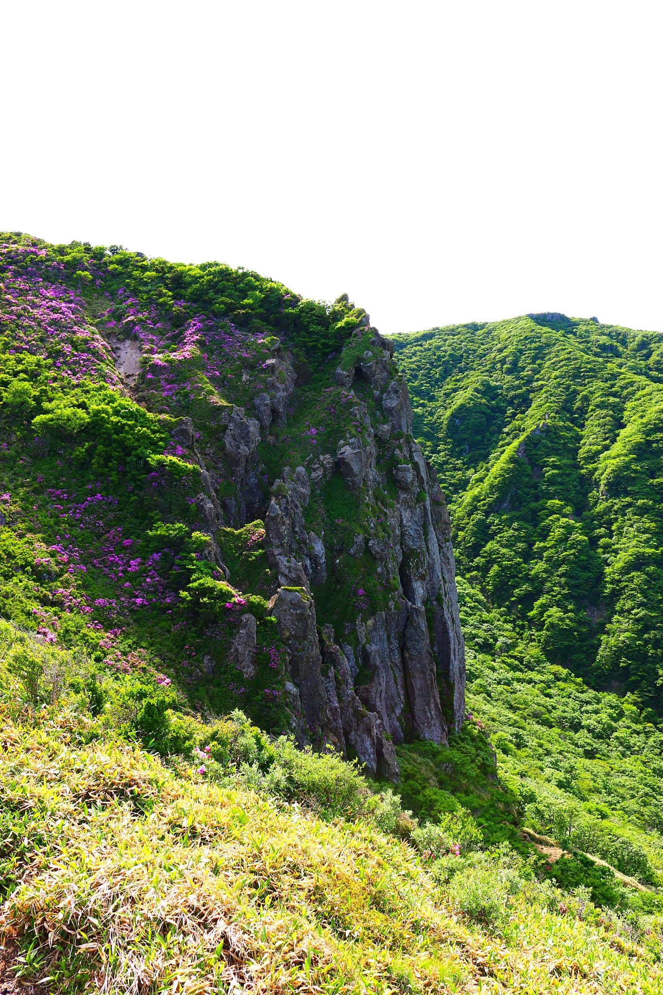 hallasan, mountain, mountain, mountain, forest, mountain, forest