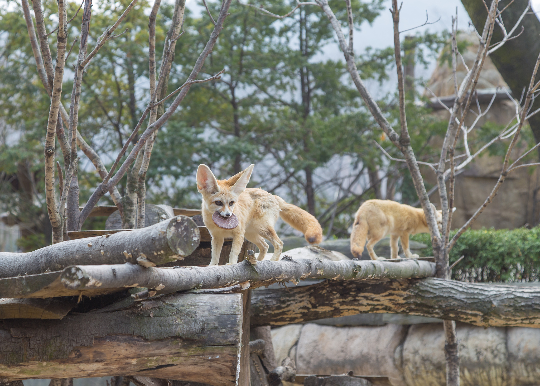 重庆三峡职业学院畜牧兽医专业怎么样？学习内容及就业前景