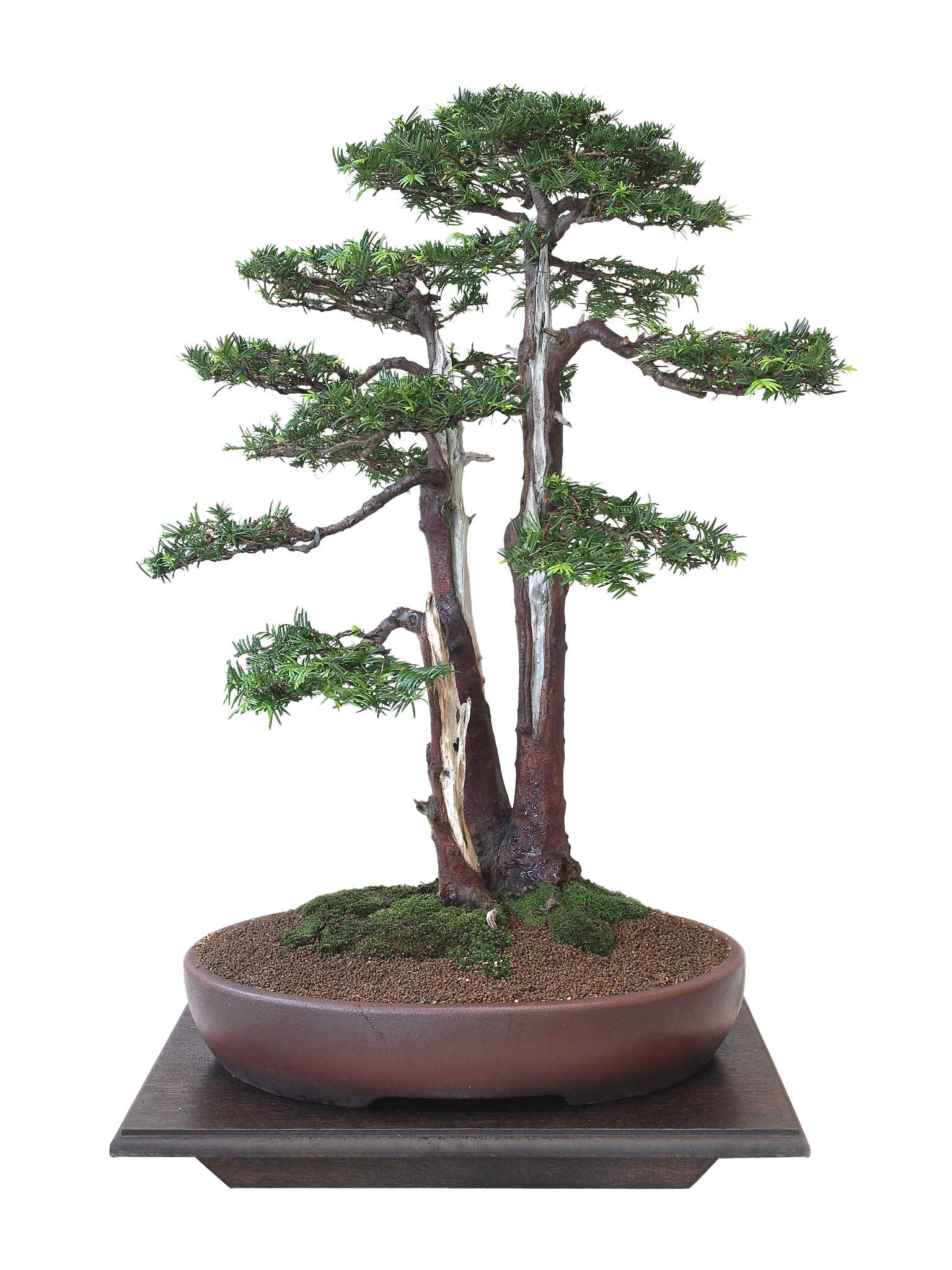 植物的电流是什么声音