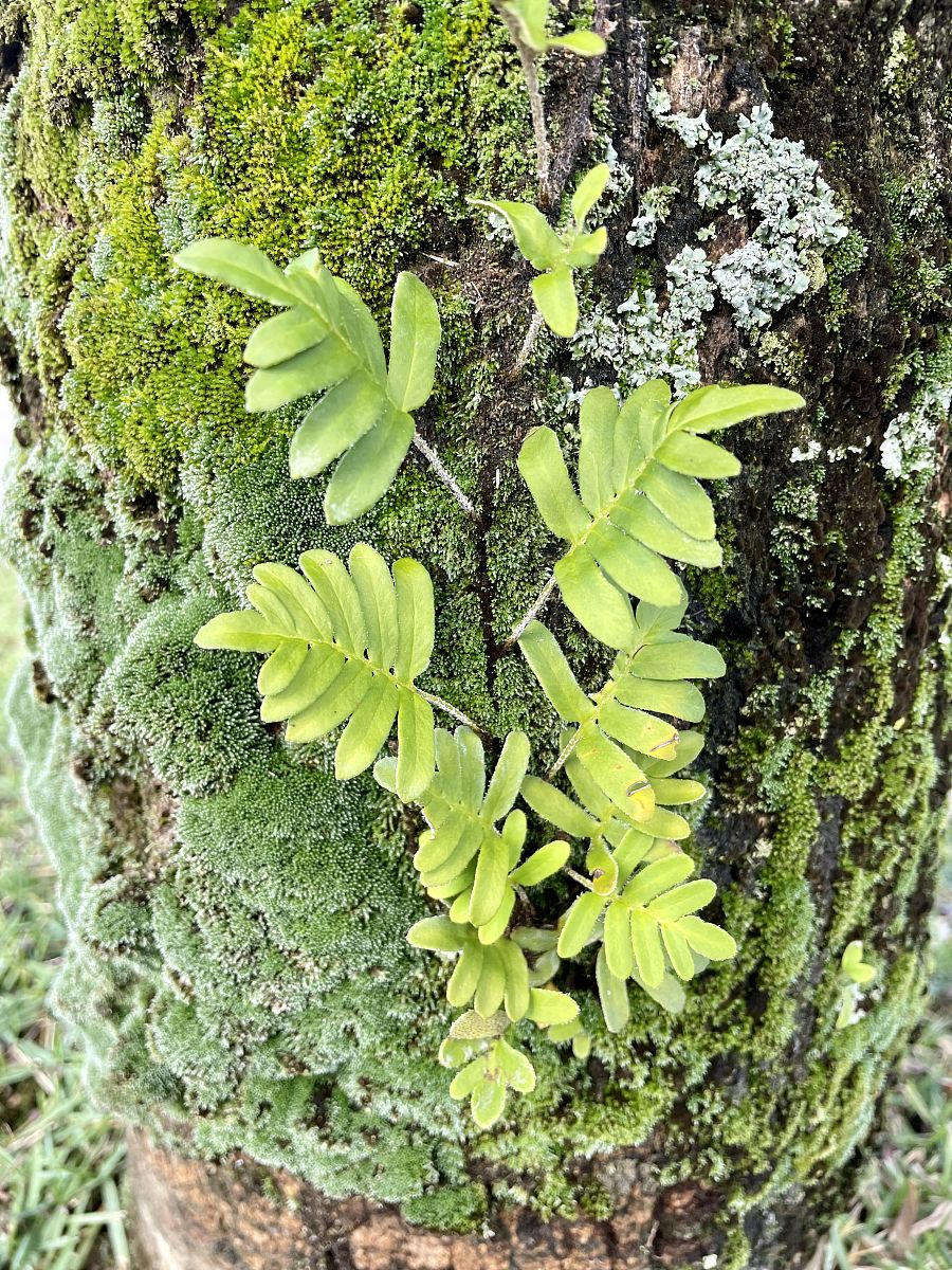 重庆危氏属那一之糸详细解答并扩展补充