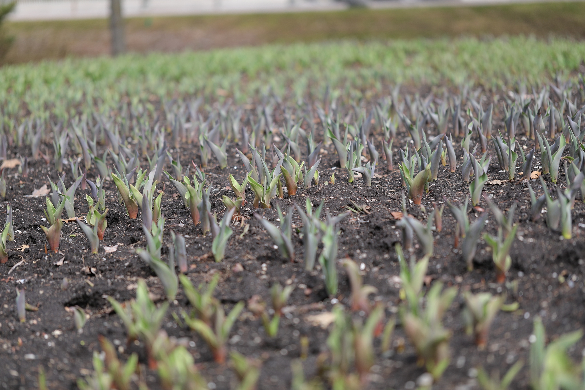 郁金香能跟蒜养一起吗