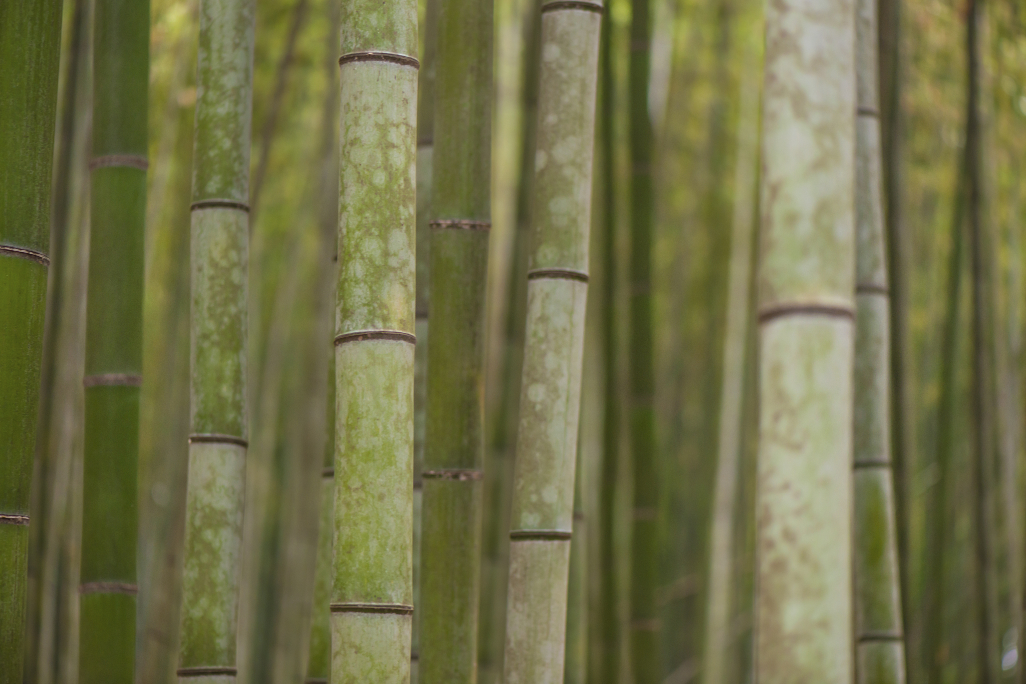 arashiyama bamboo forest, kyoto, japan