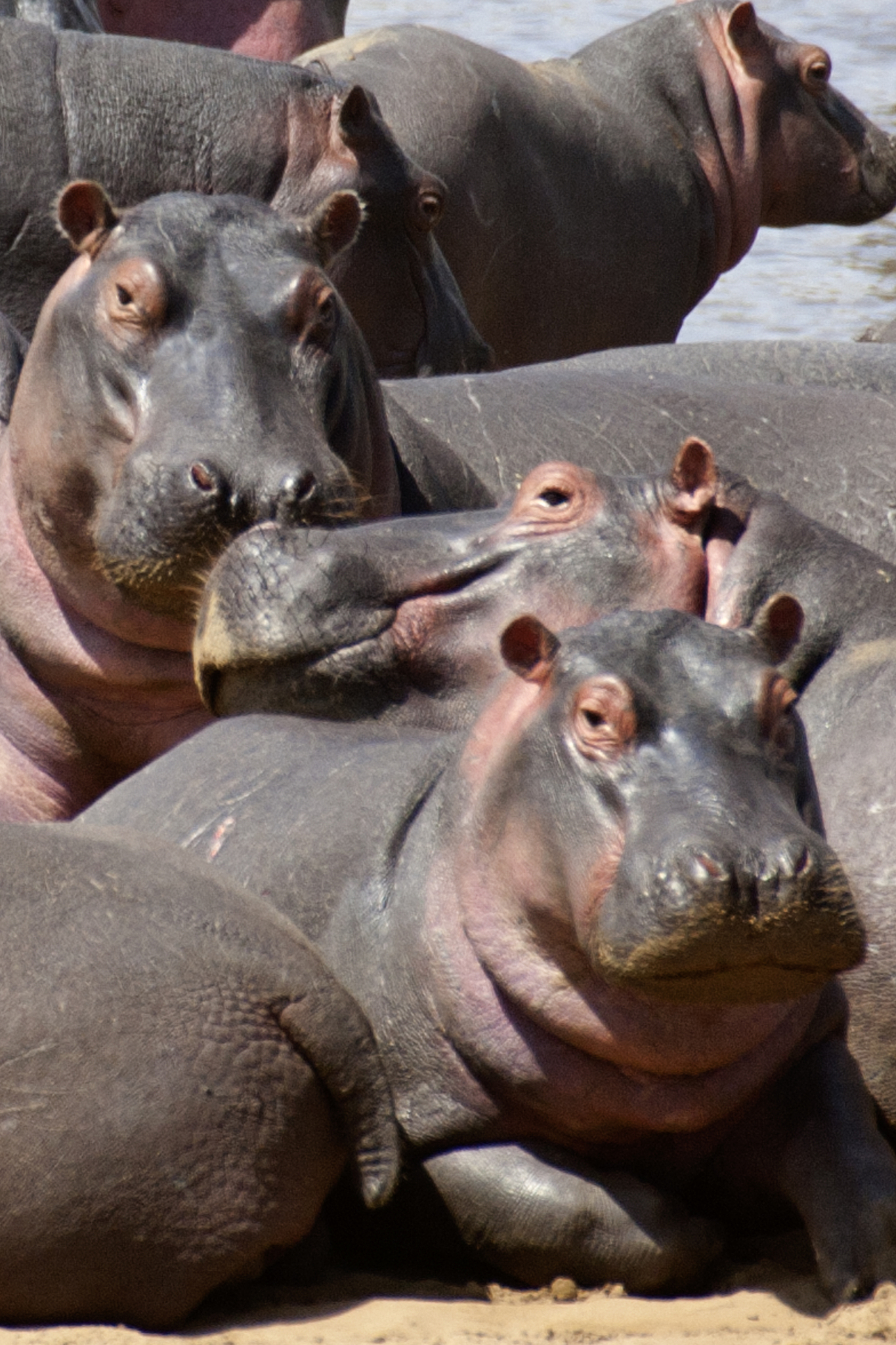 herd of hippopotamus close-up