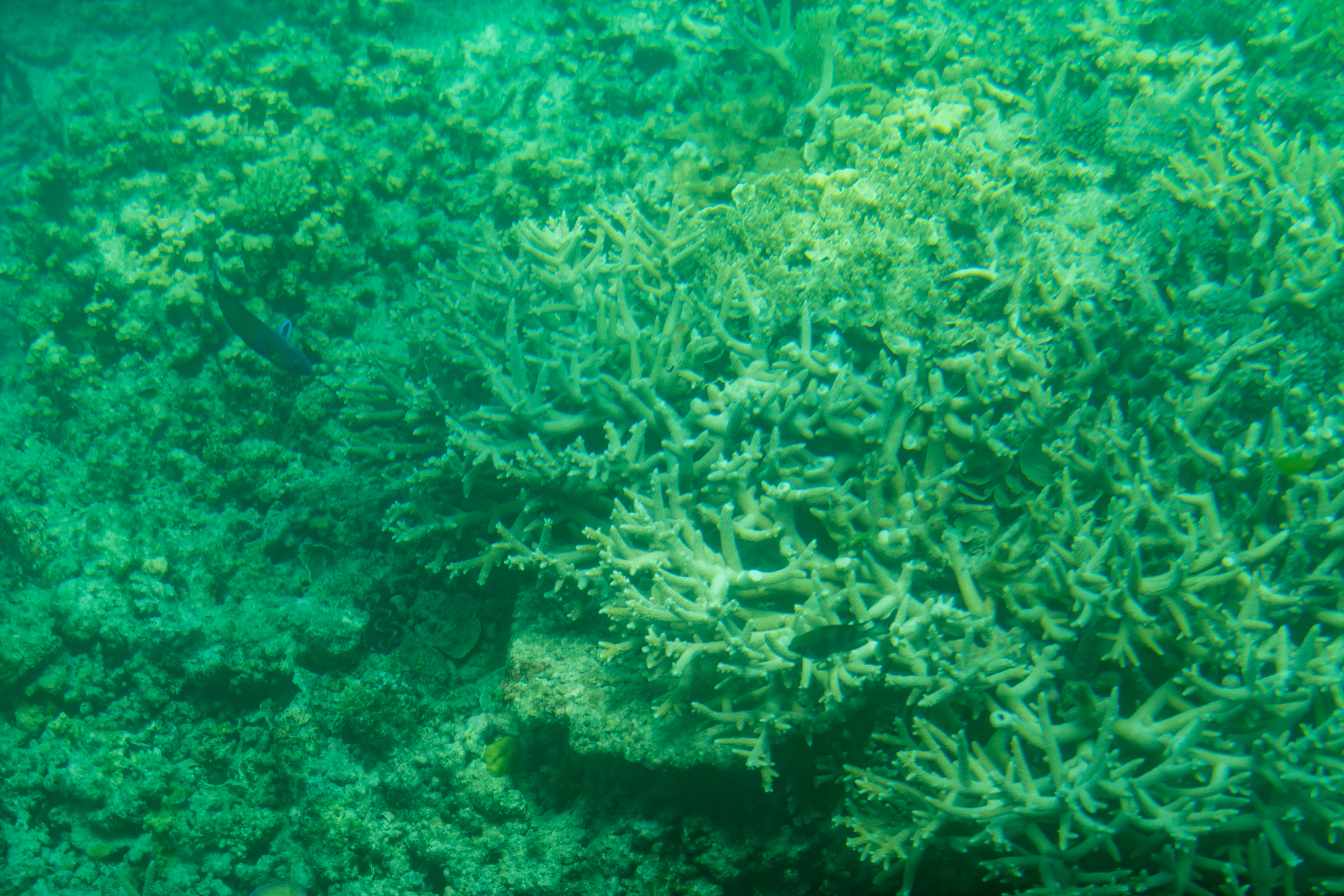 underwater world of great barrier reef with corals and tropical 