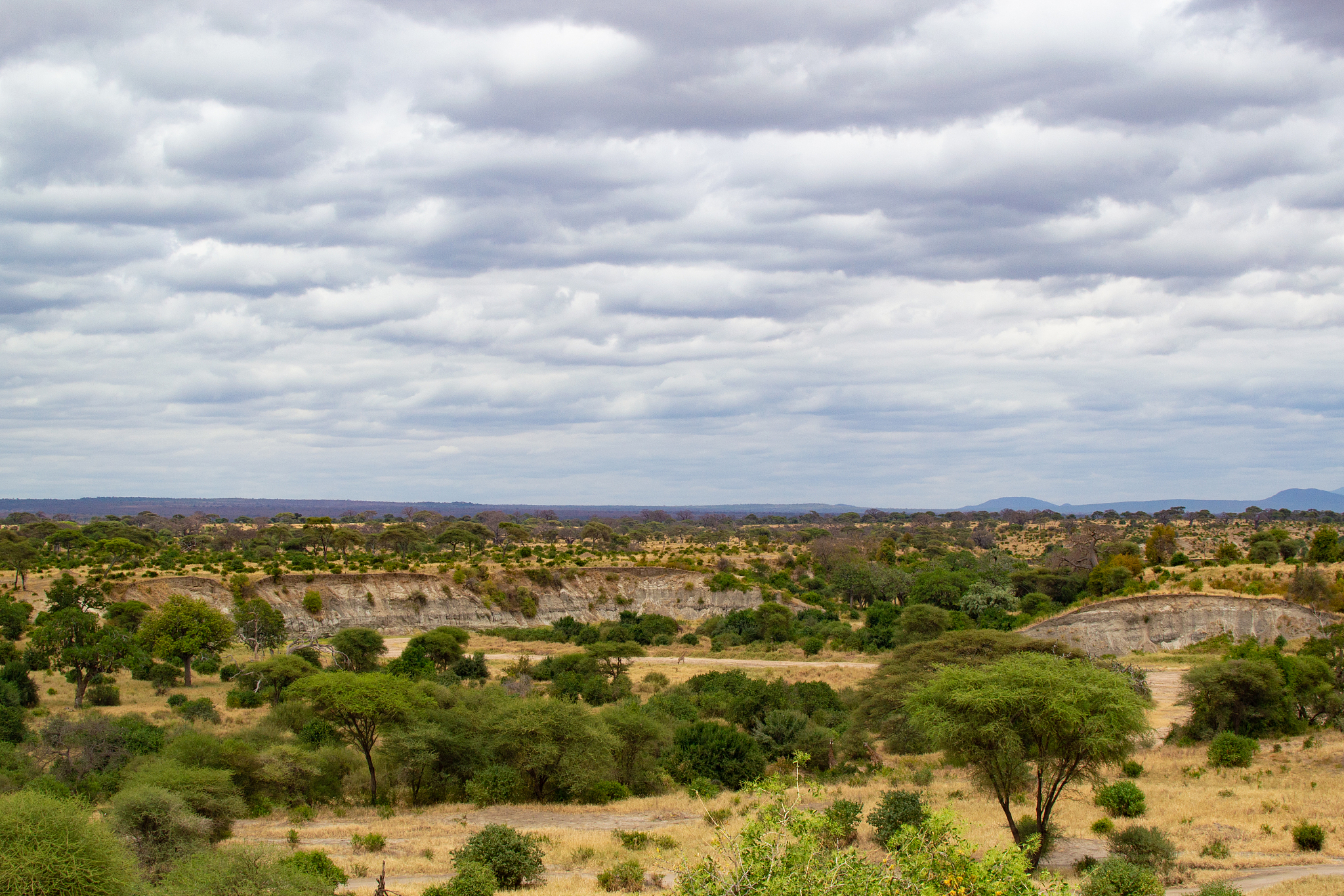 landscape of the yellow savannah of tarangire national park, in 