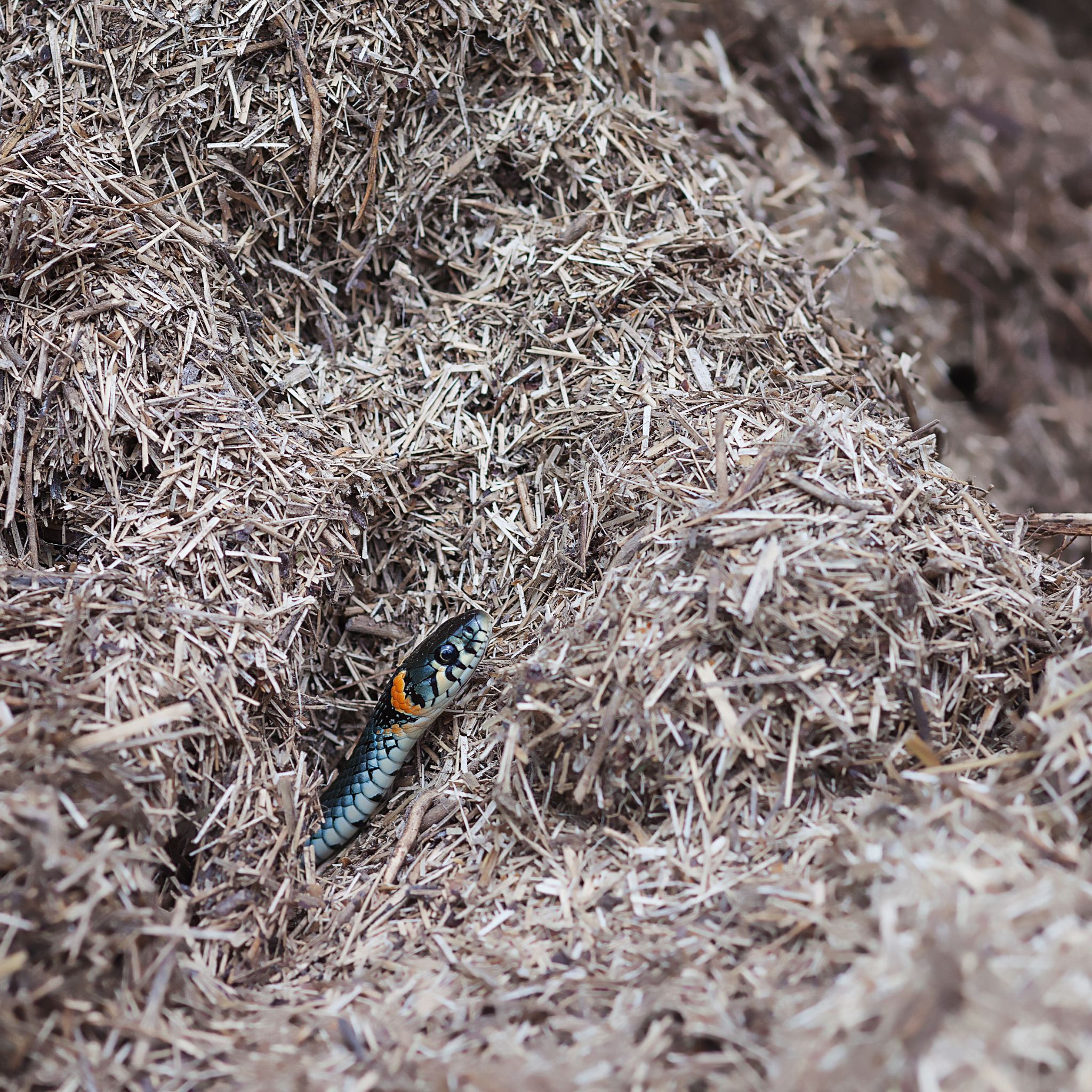 为什么我的这段代码蛇头后的那个区域会显示空白package game;import javaxsoundsampled;import javaxswing;import javaawt;import javaawteventKeyEvent;import javaawteventKeyListener;import javaioFile;import javaioIOException;impor