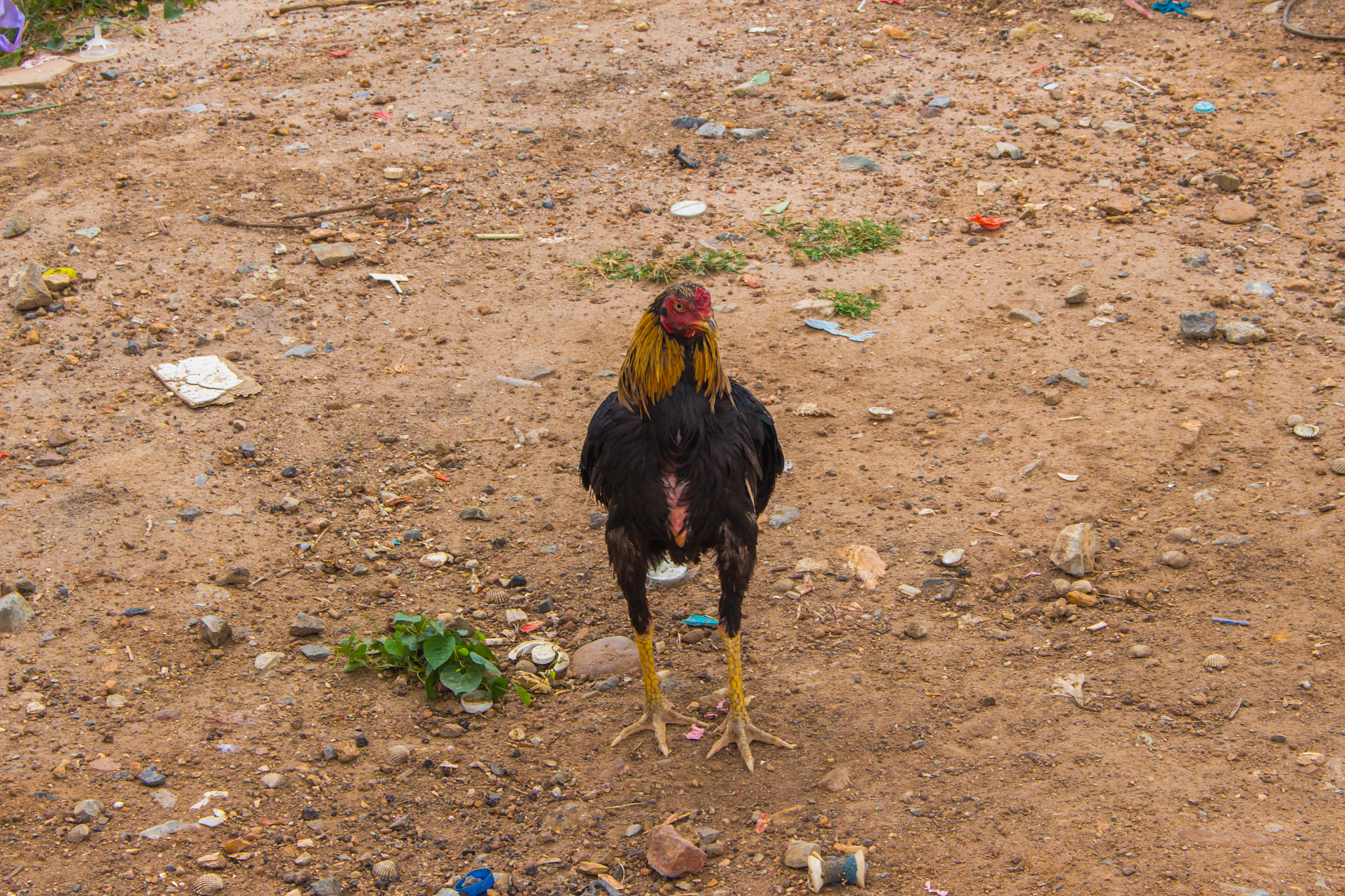 the chicken