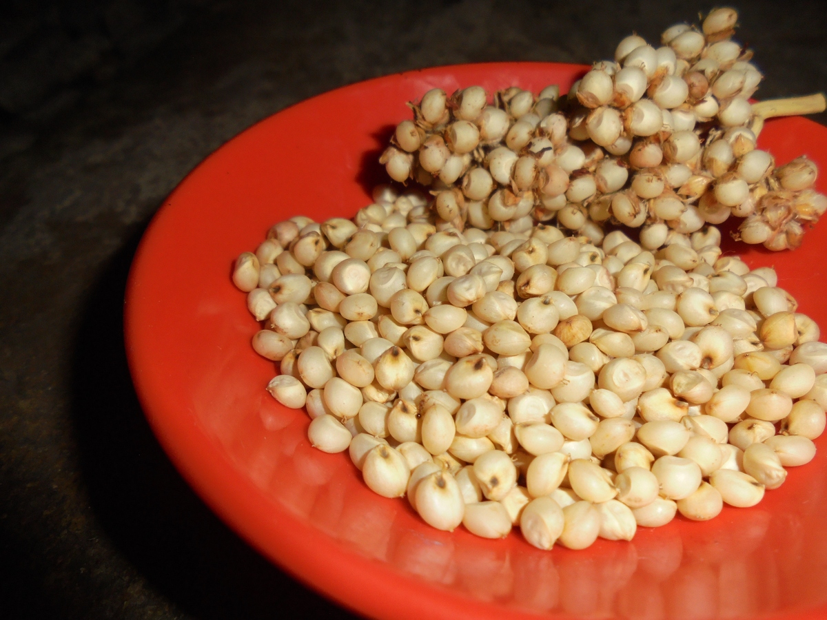 薏仁米泡水喝的功效：美容养颜，改善肠胃，预防疾病