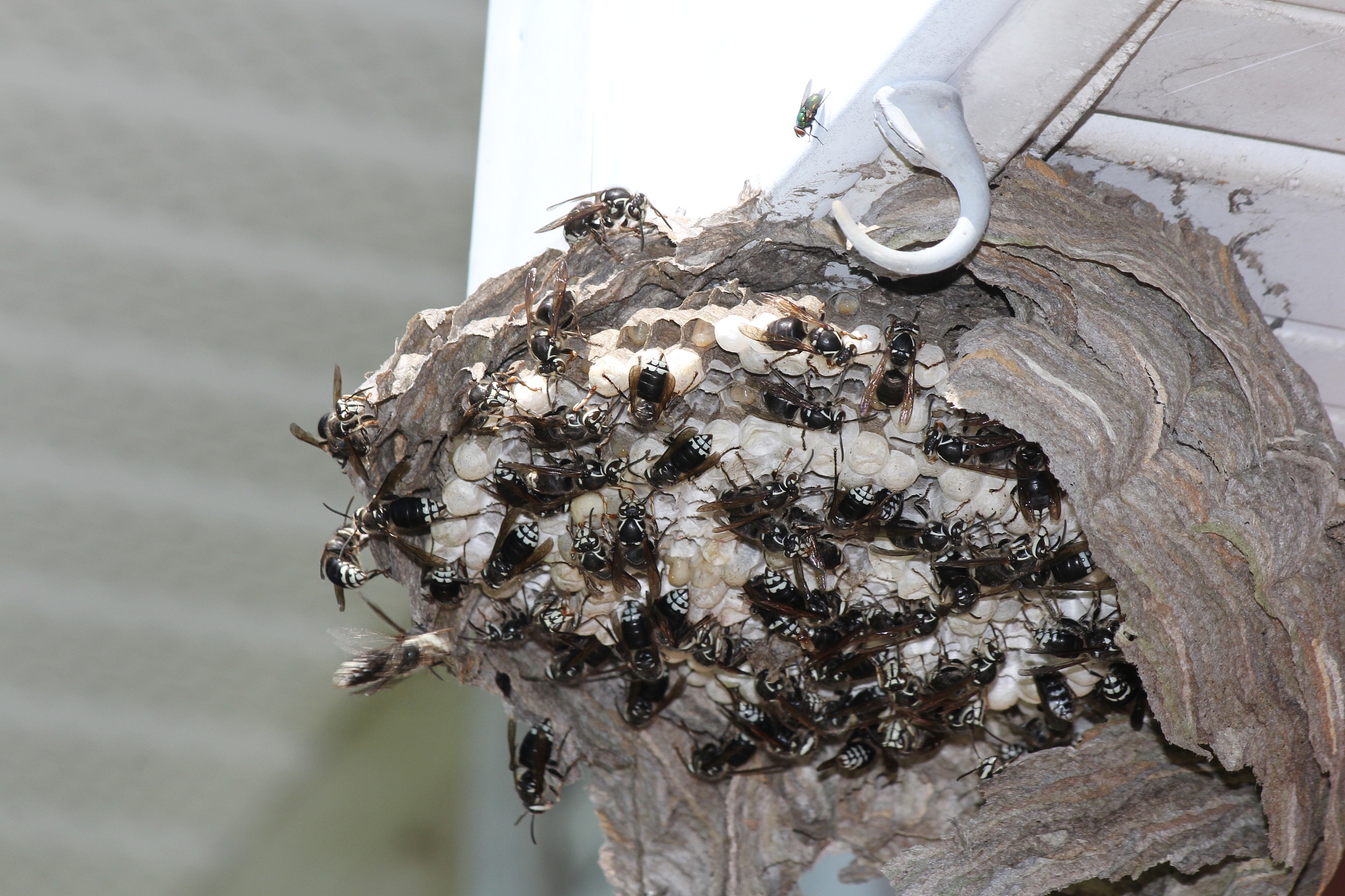 bald faced hornets at broken nest with eggs