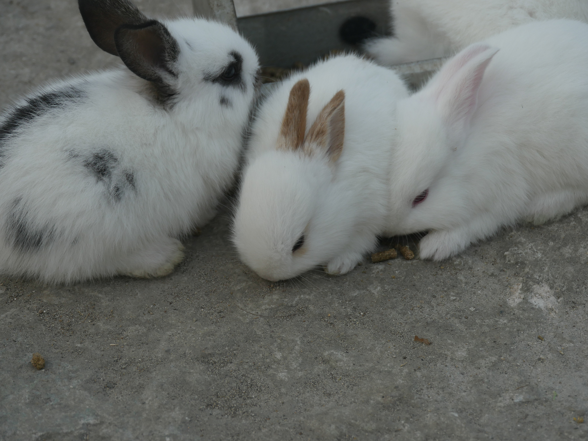 本地的兔子如何卖出去