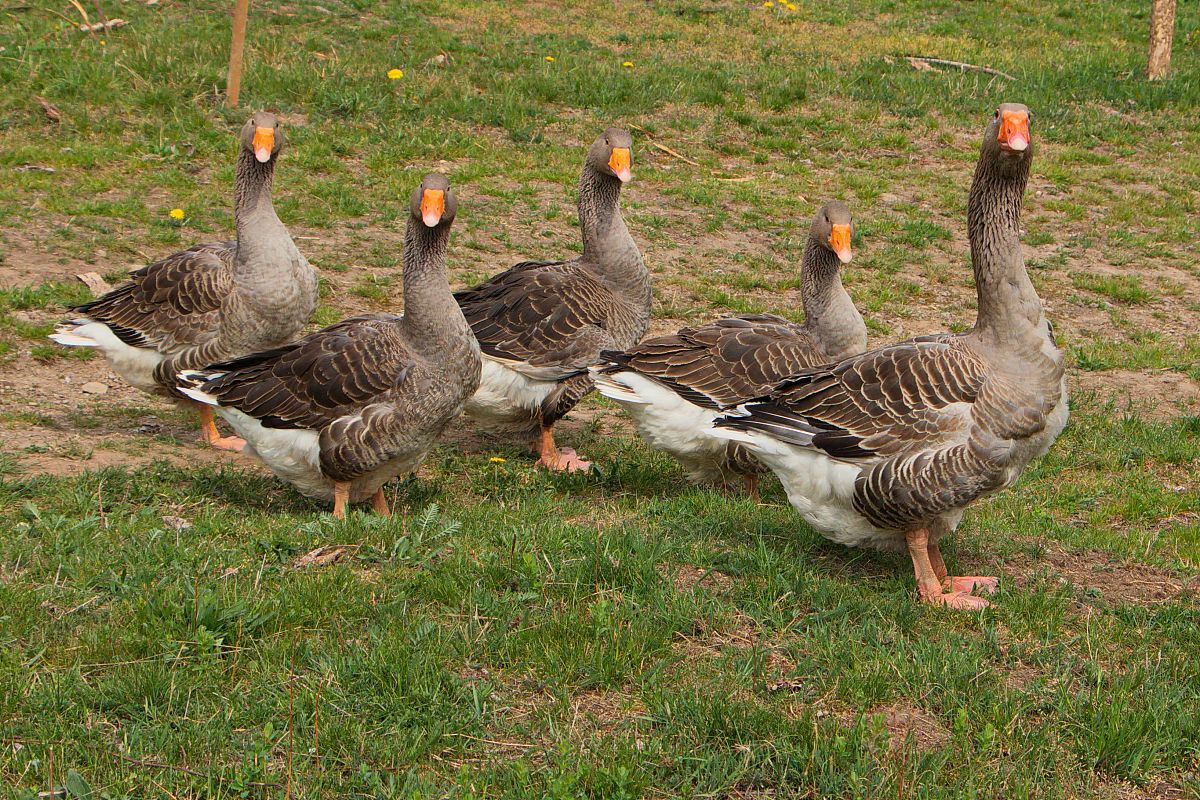 论述国有农场建立财务核算中心的必要性提纲。