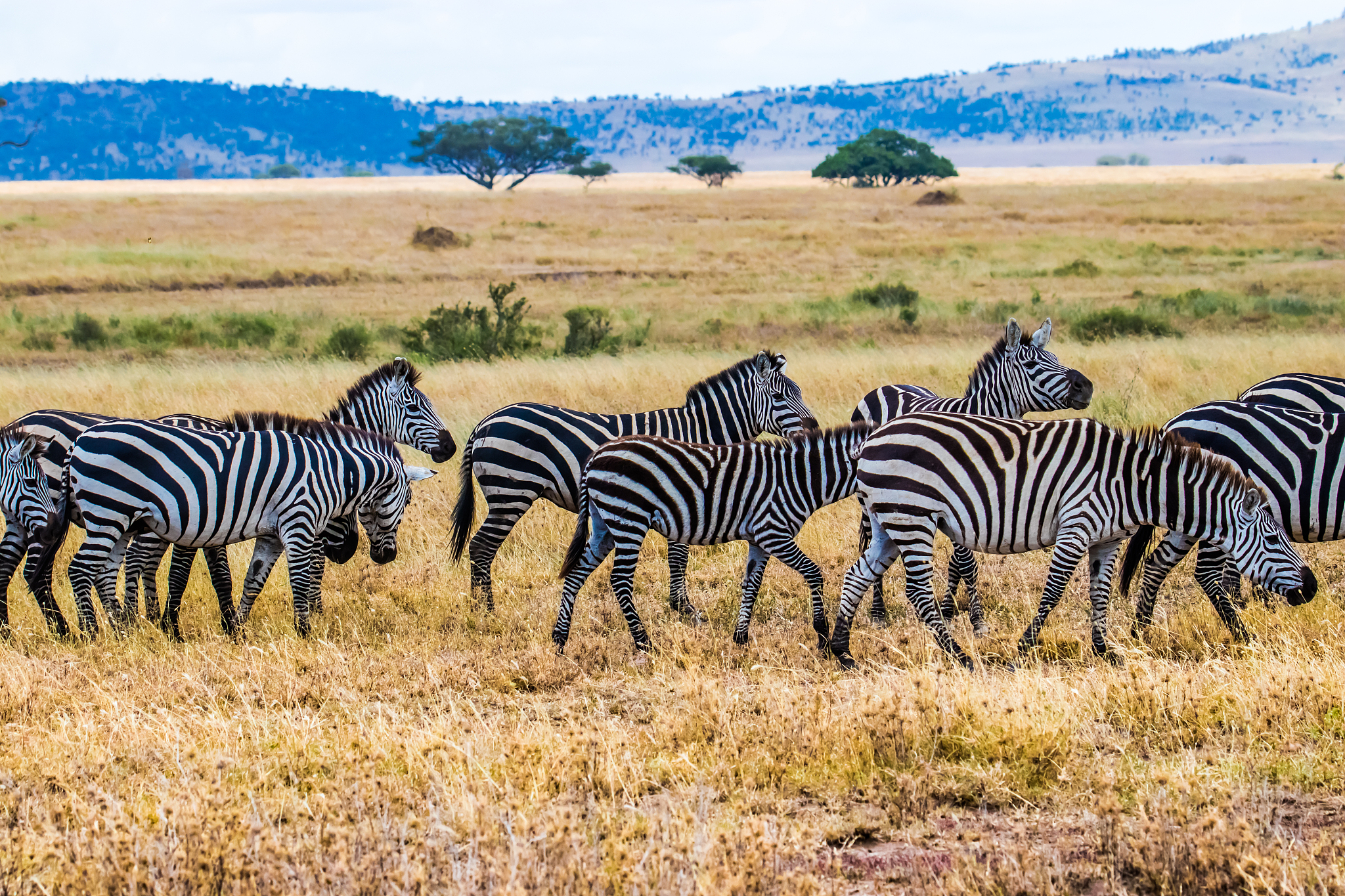 herd of zebras in african savanna